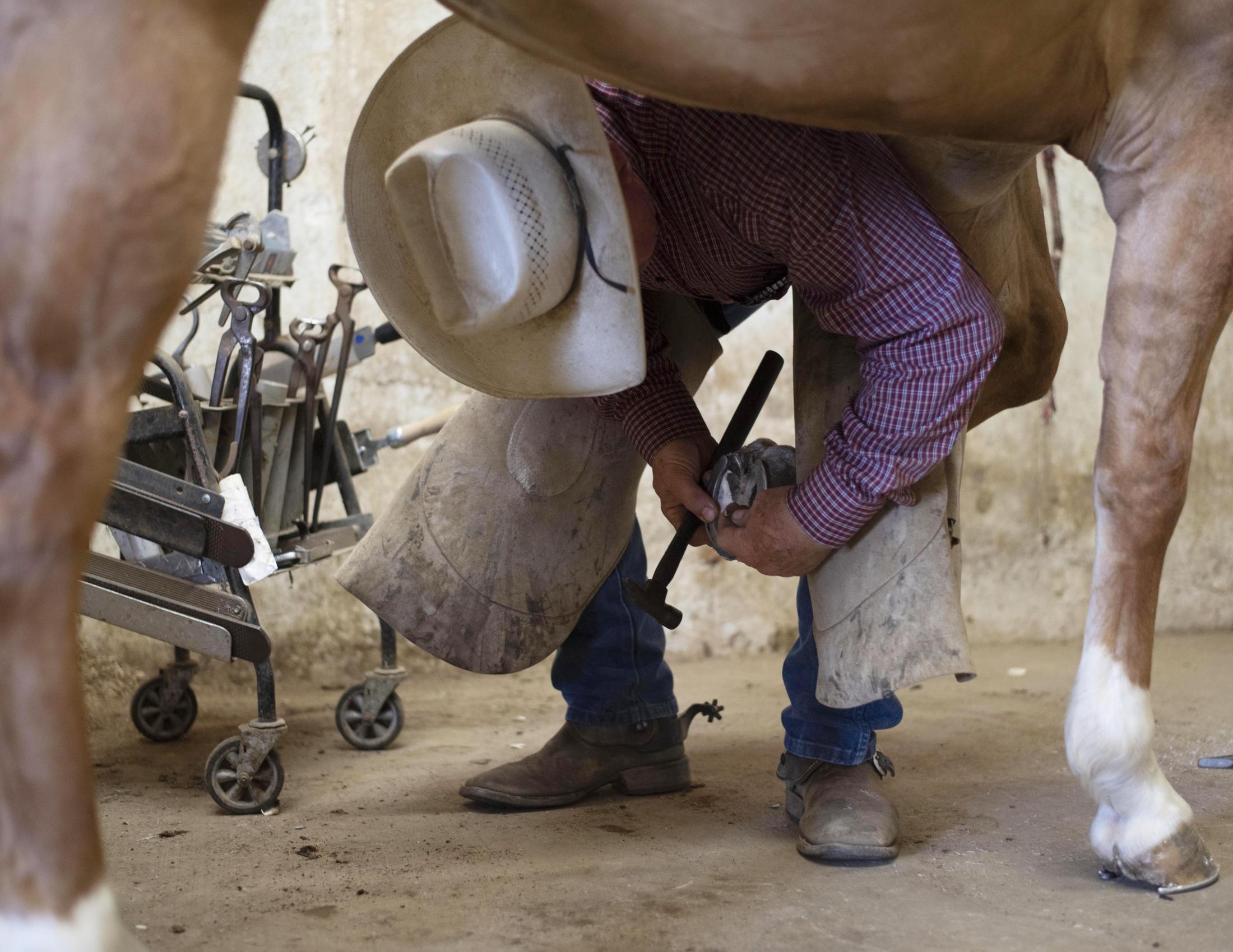 Dudley puts a new shoe on a horse. The shoeing process is intense and strenuous; it requires...