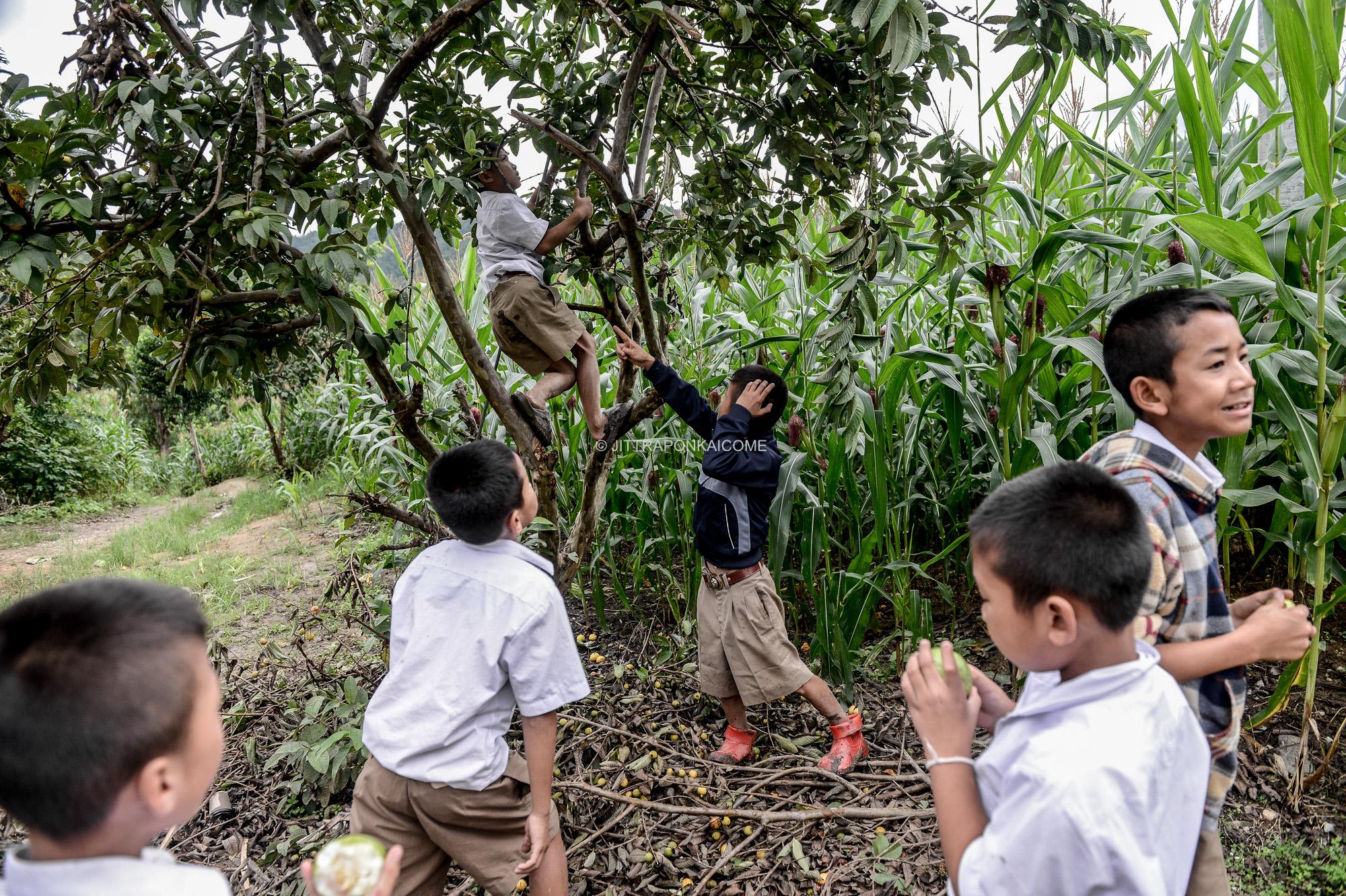 Kids are playing in the cornfields of the mountainous areas in Northern Thailand. Their...