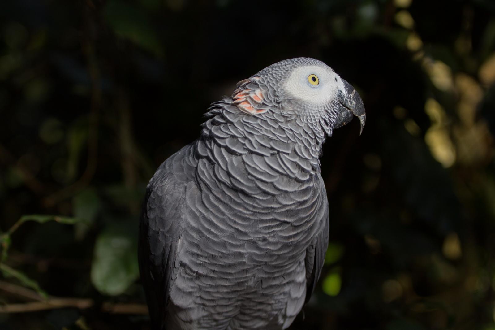 Wildlife - African grey parrots have the intelligence of a...