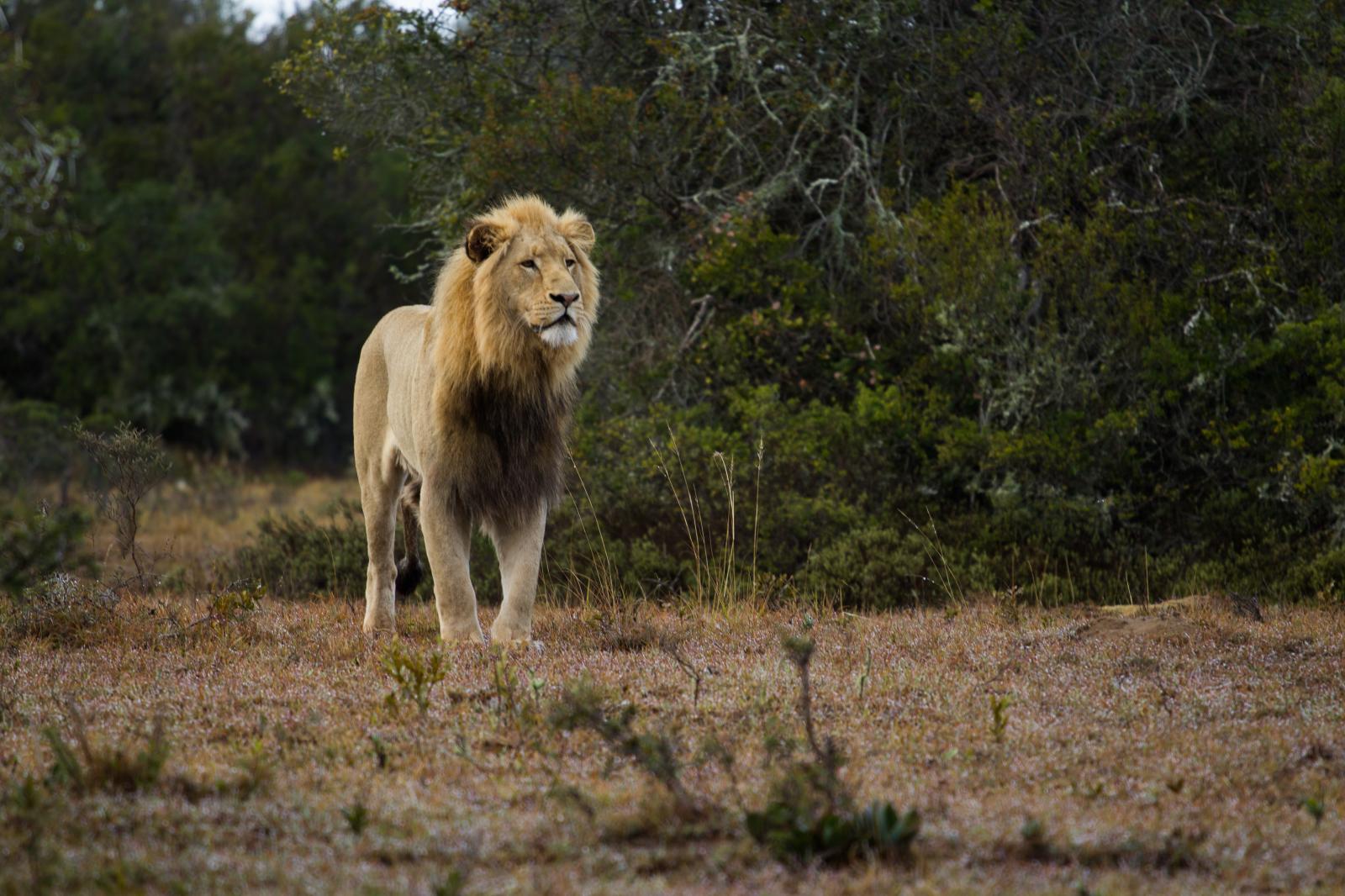 Young male lion at Schotia Private Reserves in Port Elizabeth, South Africa.