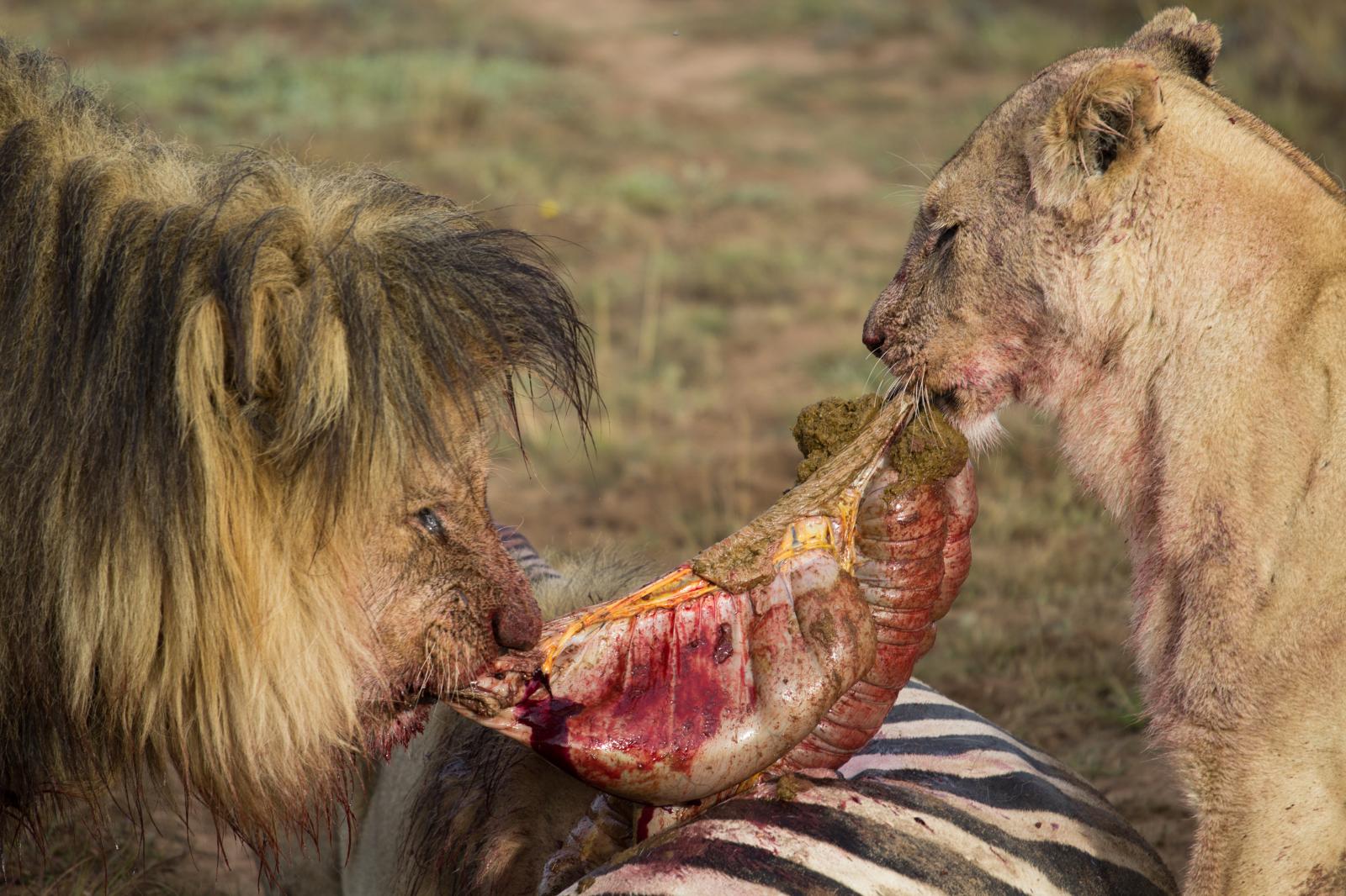 Male and female lions on Scotia Private Reserves in Port Elizabeth, South Africa, tear apart a zebra they stalked, hunted and killed.