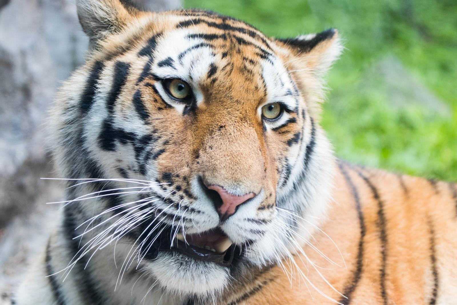 Image from Wildlife - Amur Tiger located at the Minnesota Zoo.