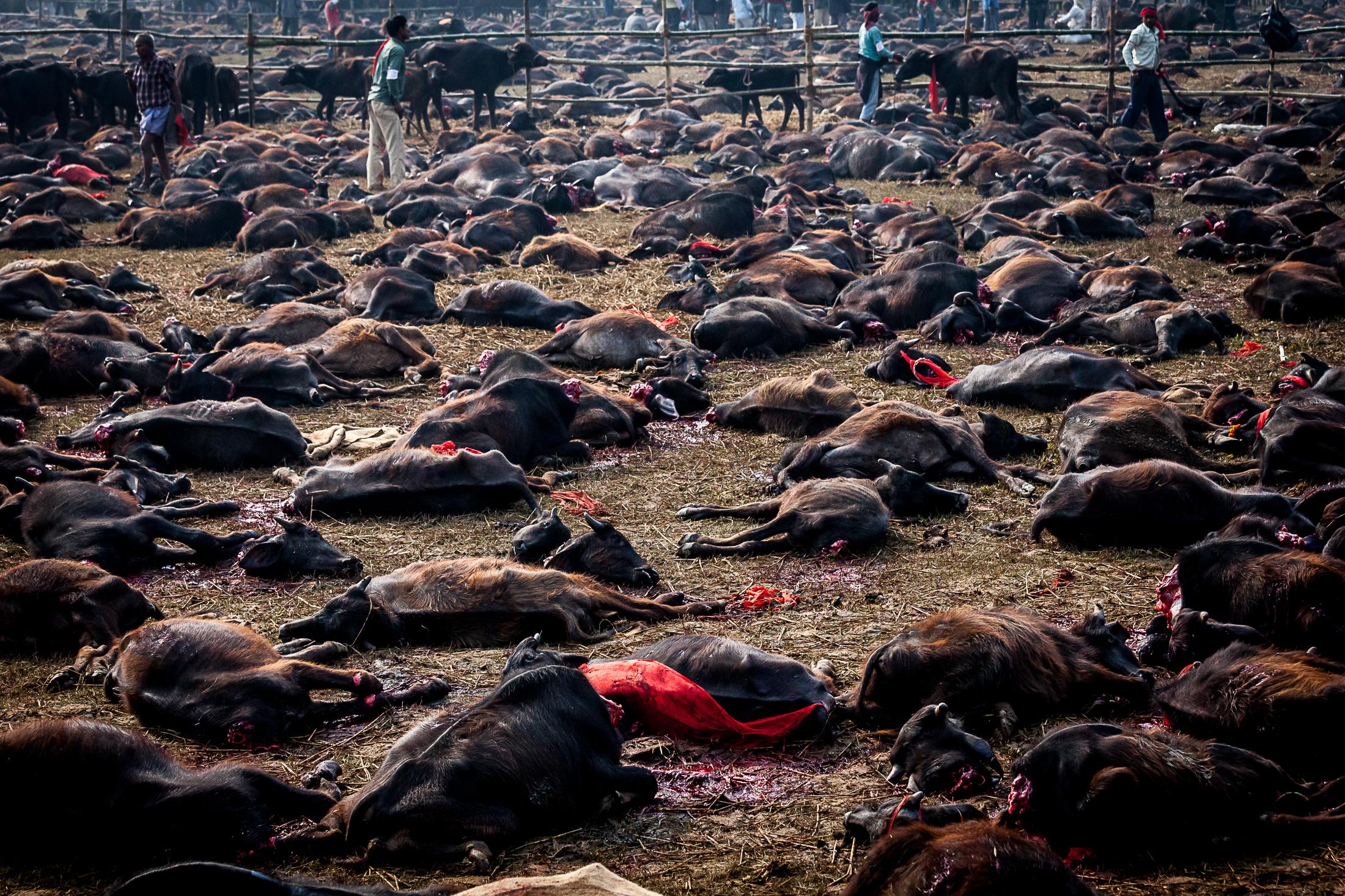 A Bloodbath in the Name of Gadhimai