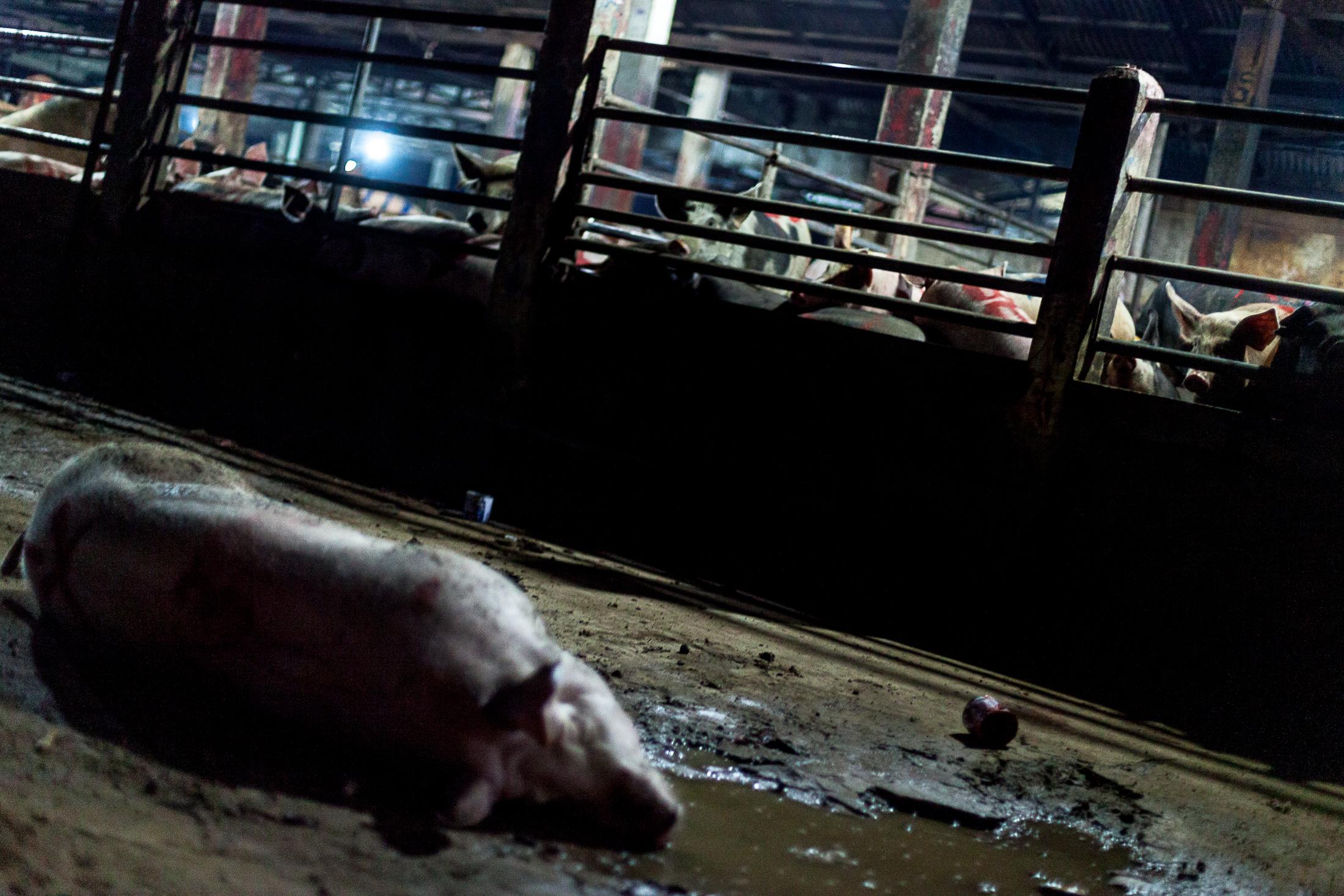 Inside a Cambodian Slaughterhouse - SIEM REAP, CAMBODIA - FEBRUARY 22: A dead pig is seen on...