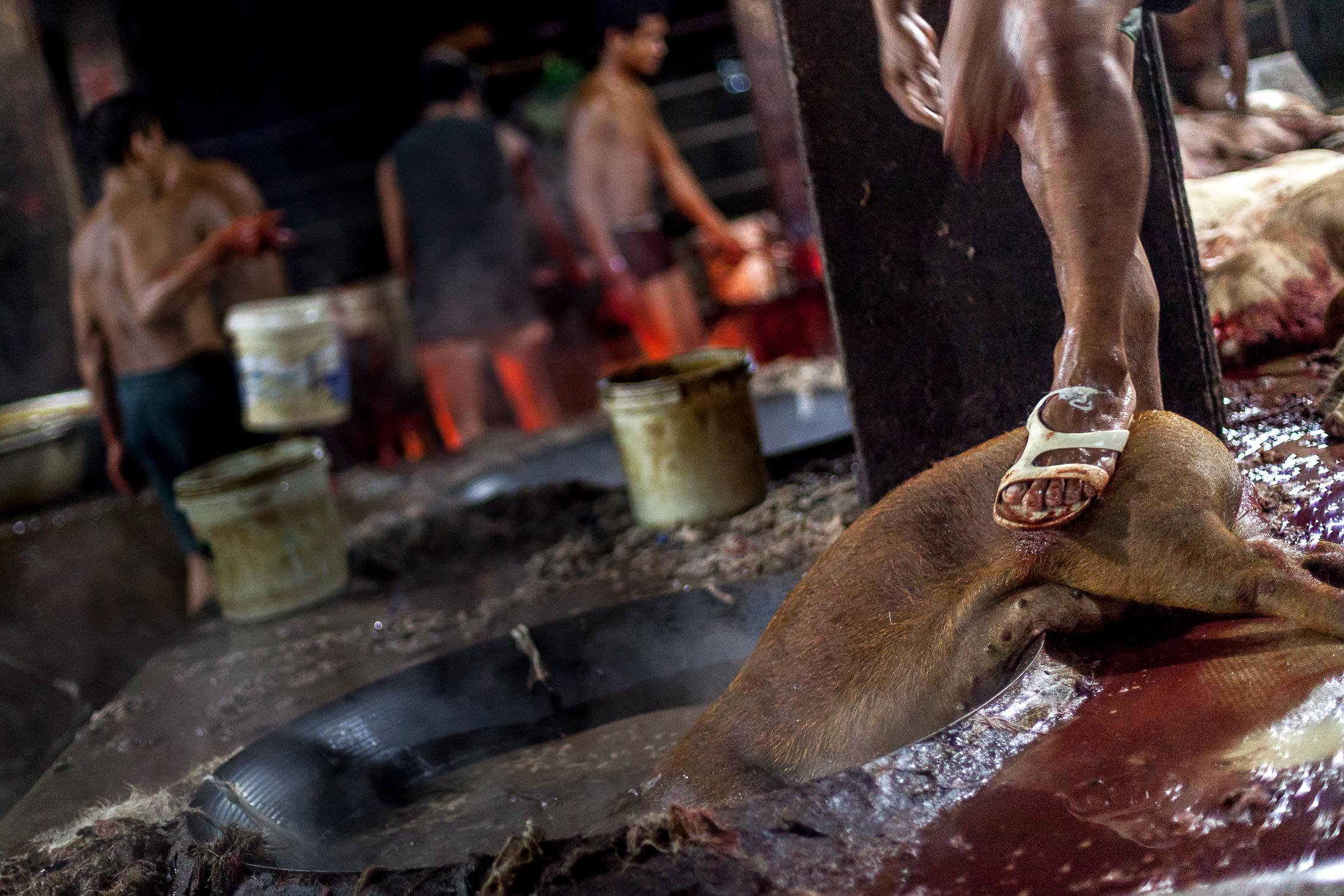 Inside a Cambodian Slaughterhouse - SIEM REAP, CAMBODIA - FEBRUARY 22: A young worker pushes...