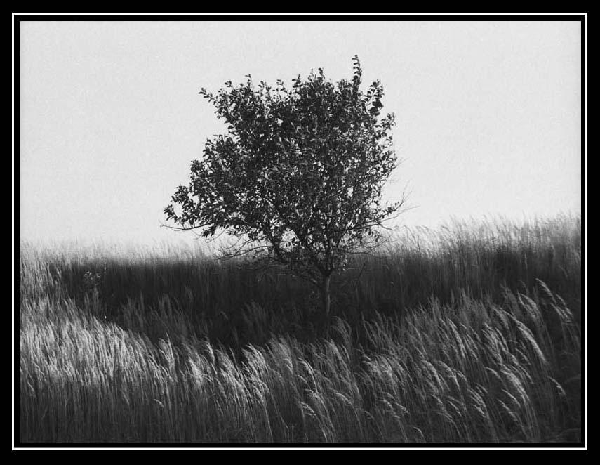 Photography image - Loading Elisium_tree.jpg