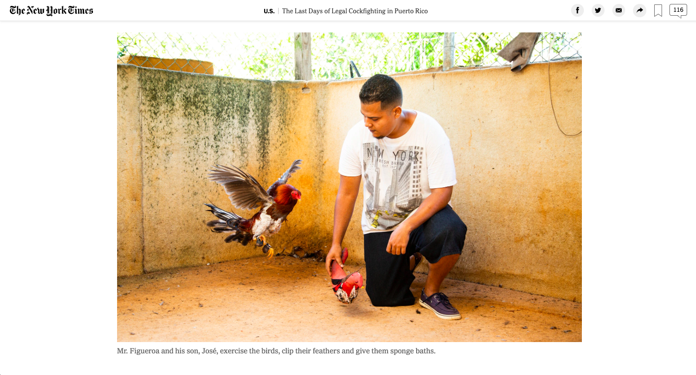 Thumbnail of For The NY Times: The Last Days of Cockfighting