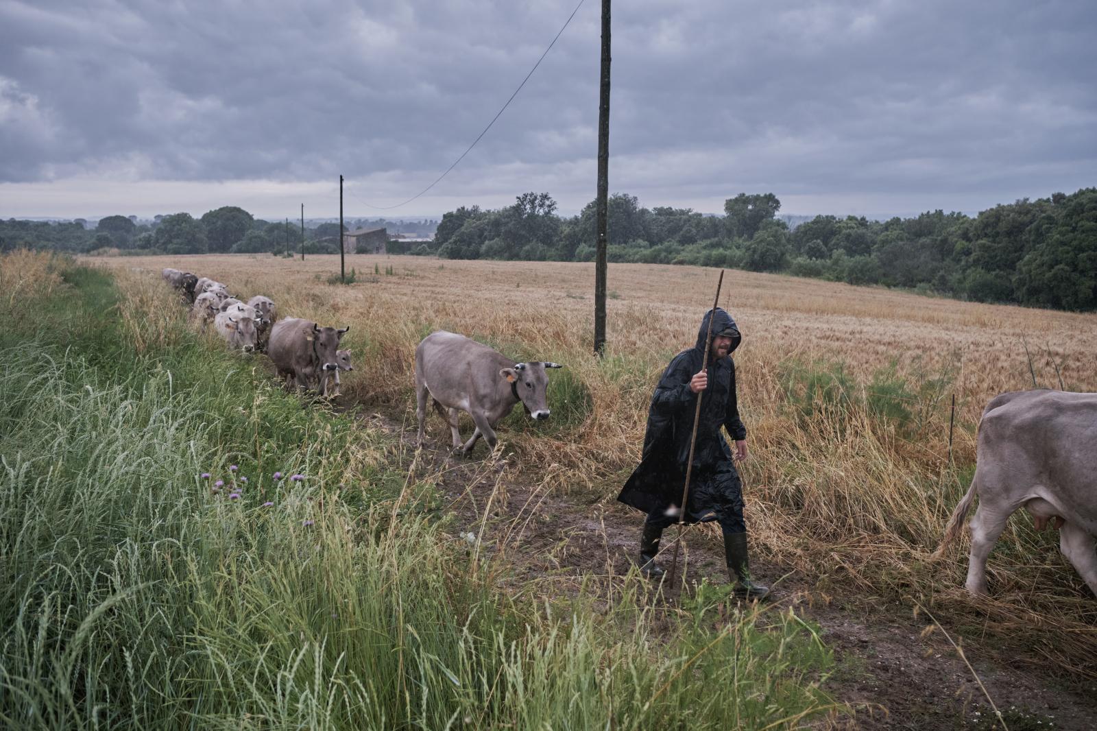 Transhumance, 2020