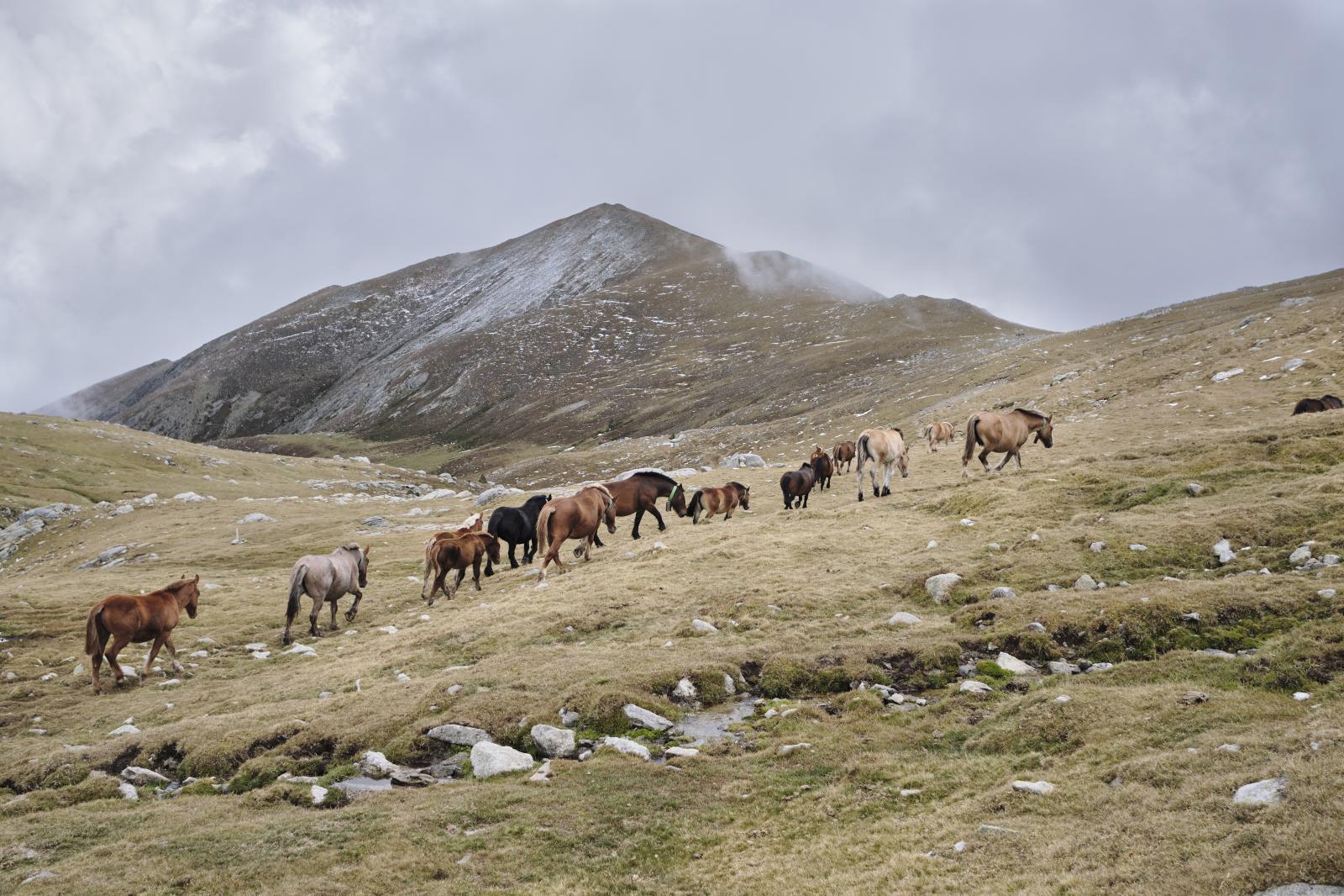 Transhumance, 2020