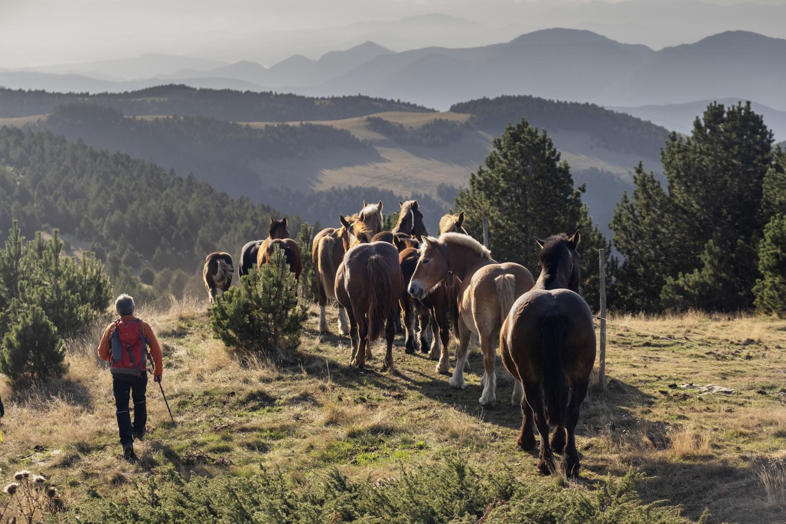 Transhumance, 2019