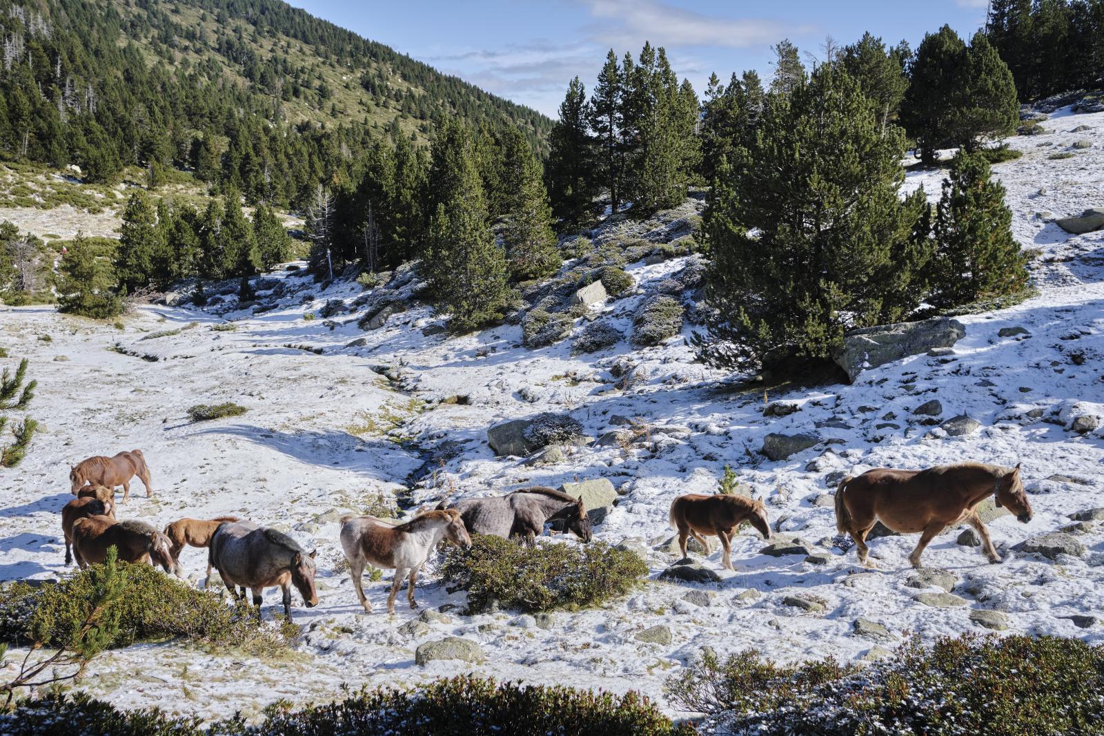 Transhumance, 2020