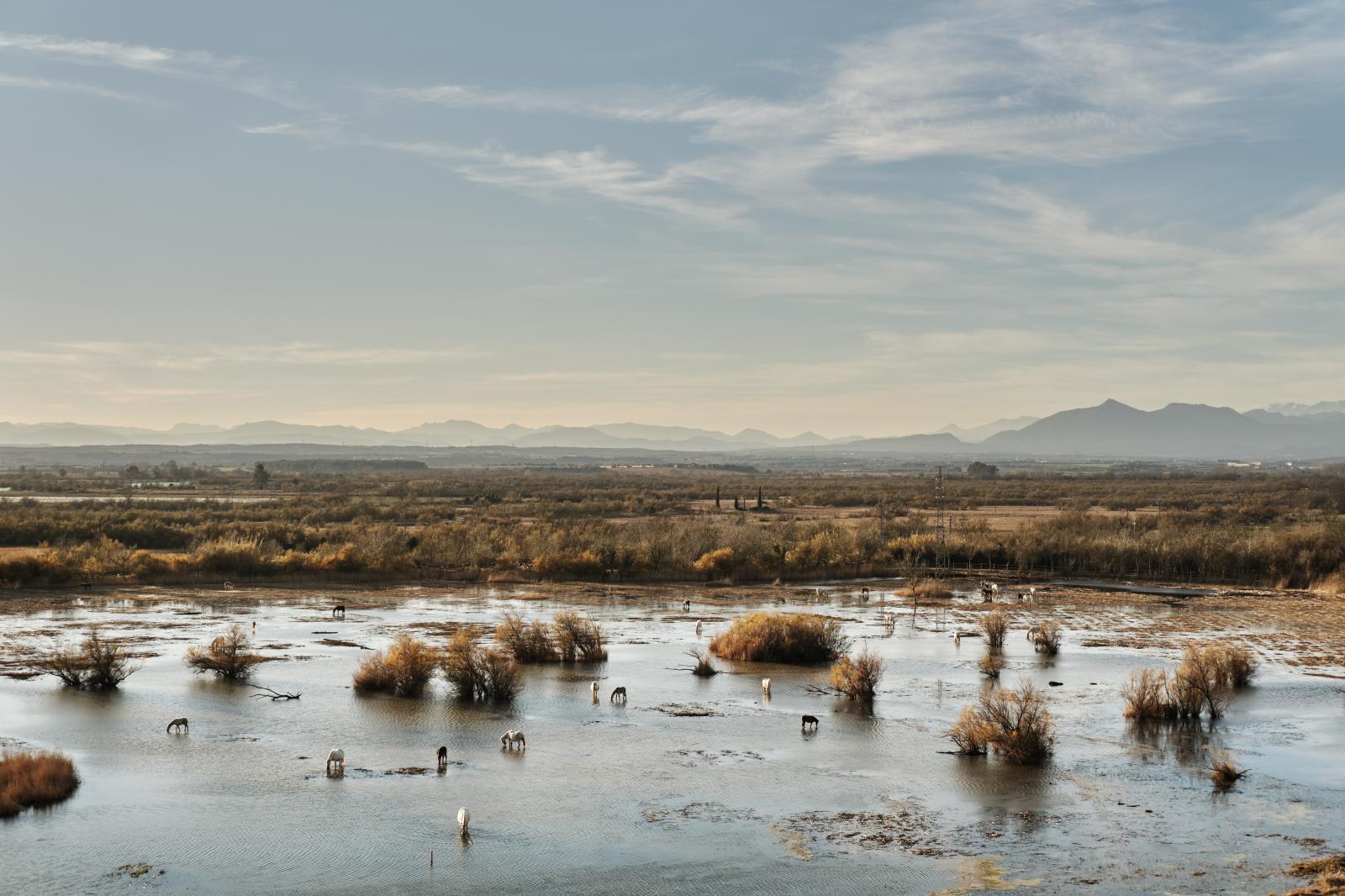 Aiguamolls de l'Empordà, 2020