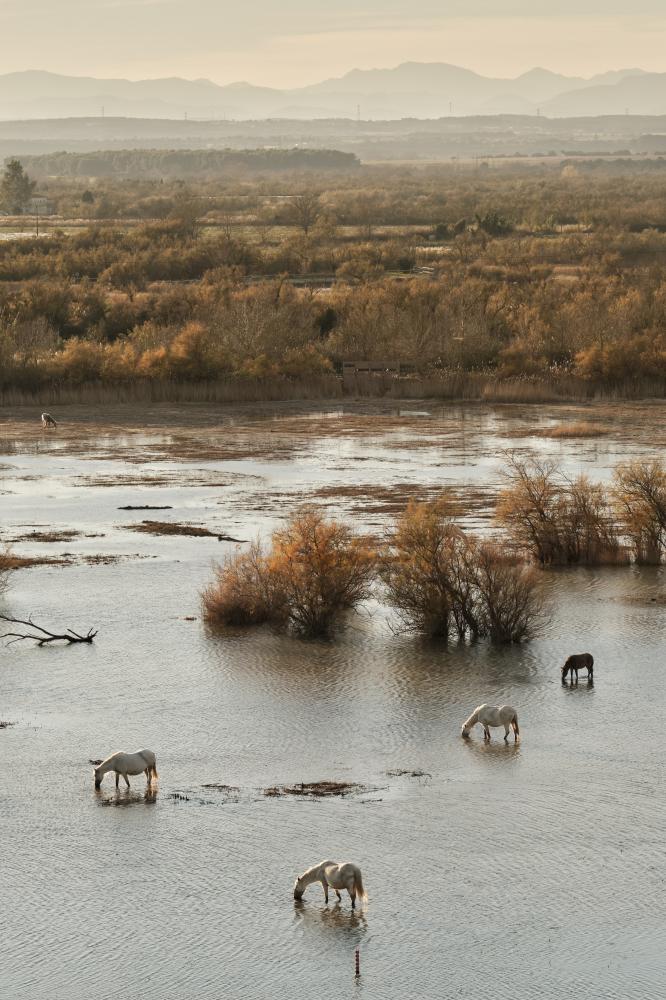 Aiguamolls de l'Empordà, 2020