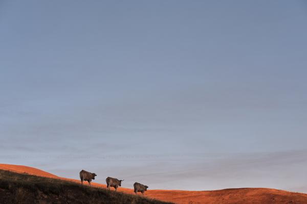 Three cows, 2021 | Buy this image