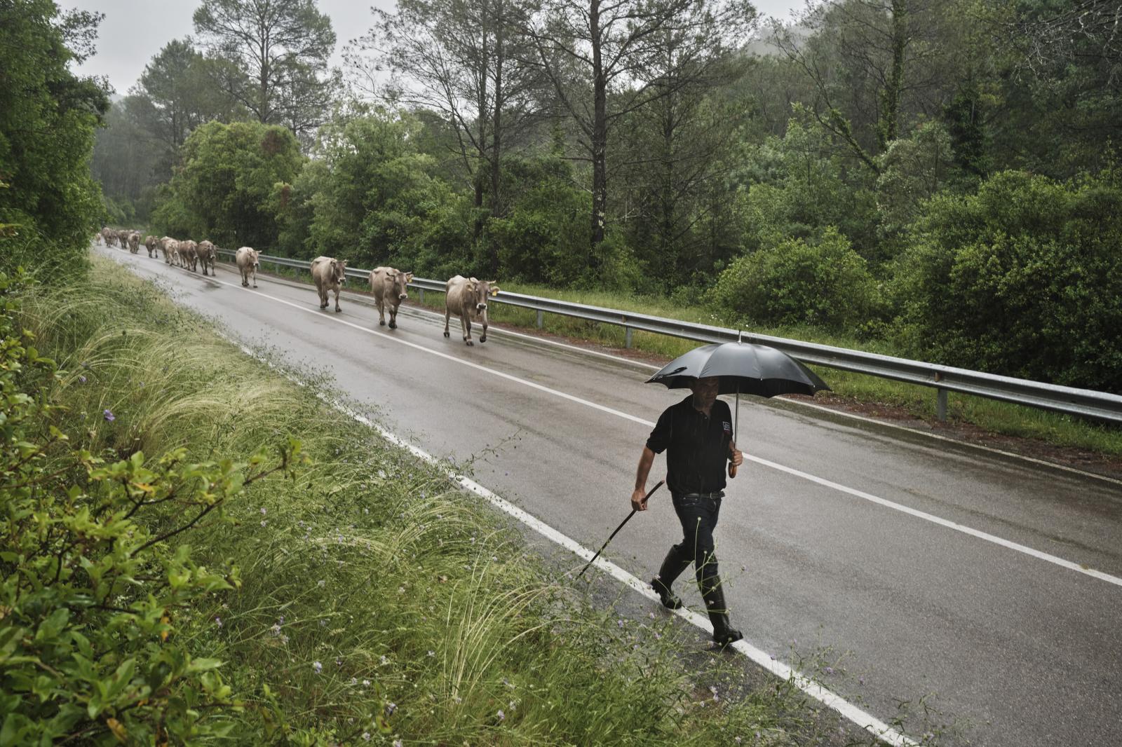 Transhumance, 2020