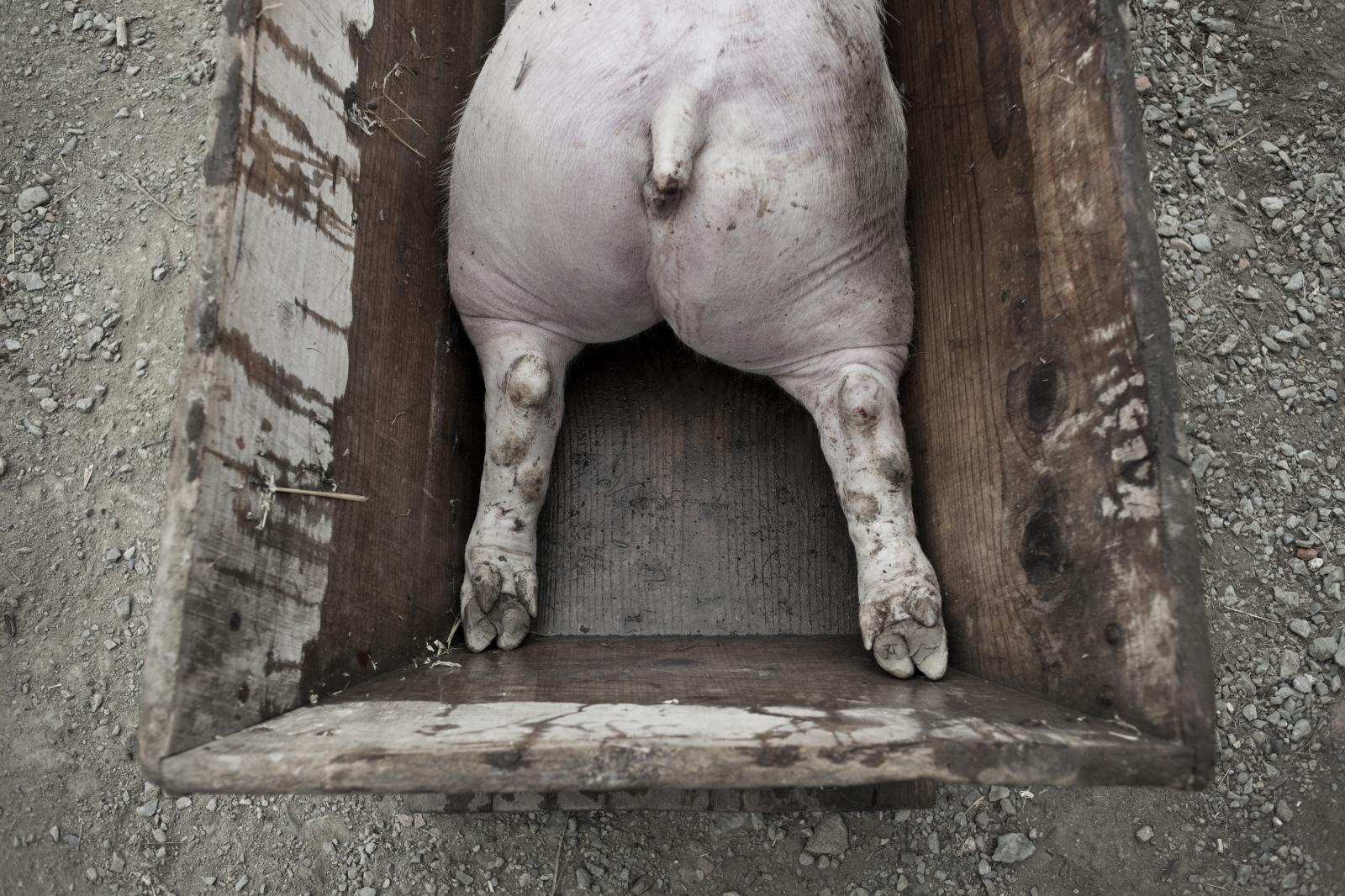 Matança del porc, 2012 | Buy this image