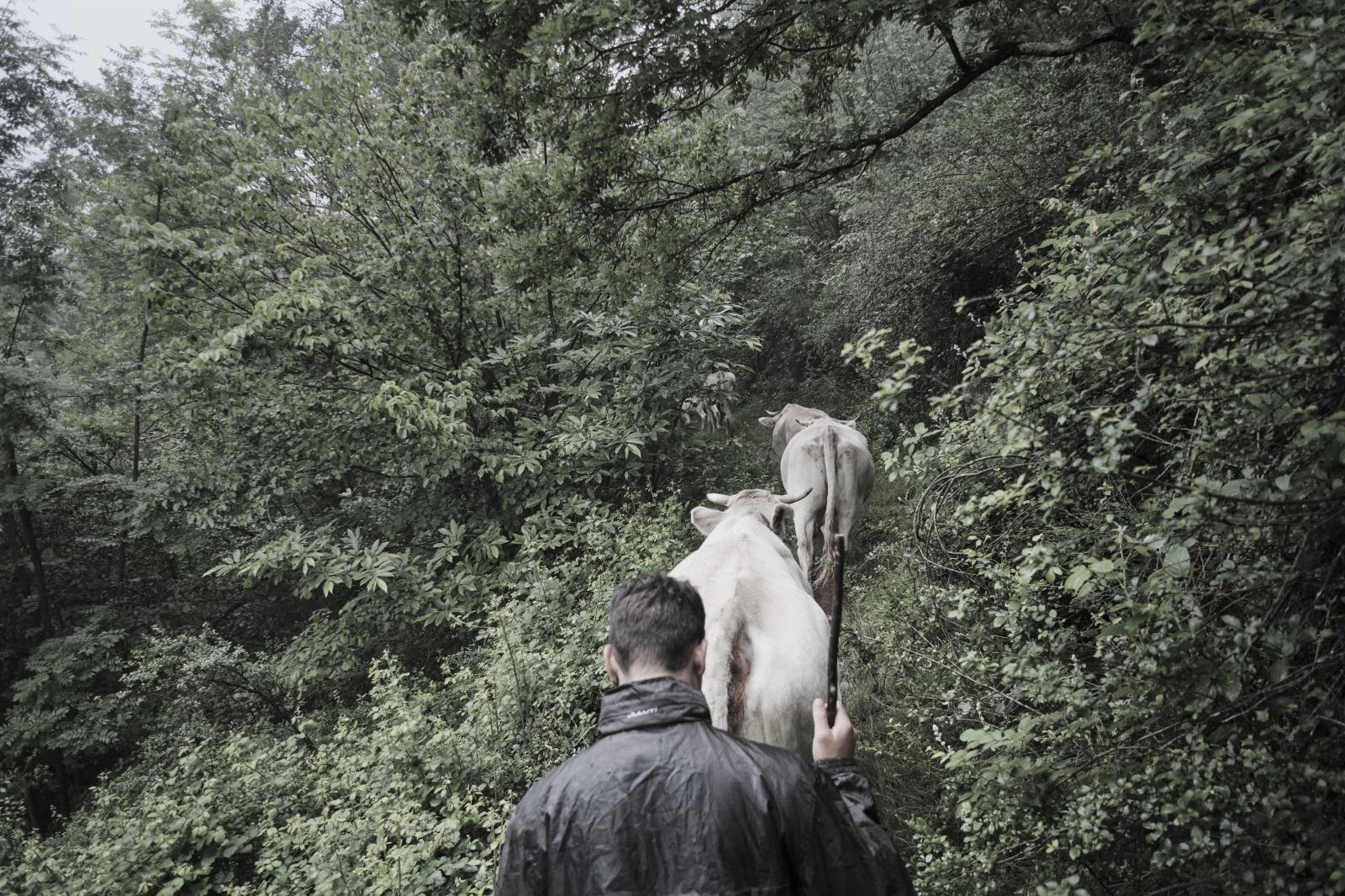 Cow transhumance, Pyrenees 2020