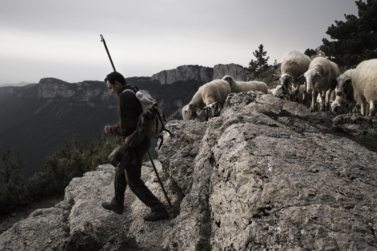 Sheep transhumance, Pyrenees 2009