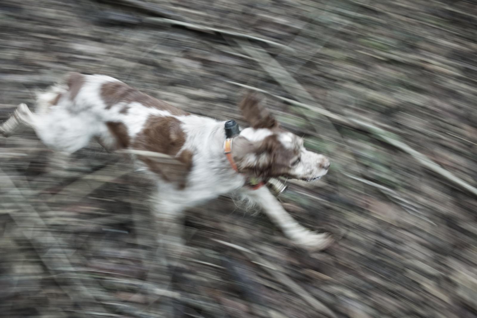 Hunting dog, 2013