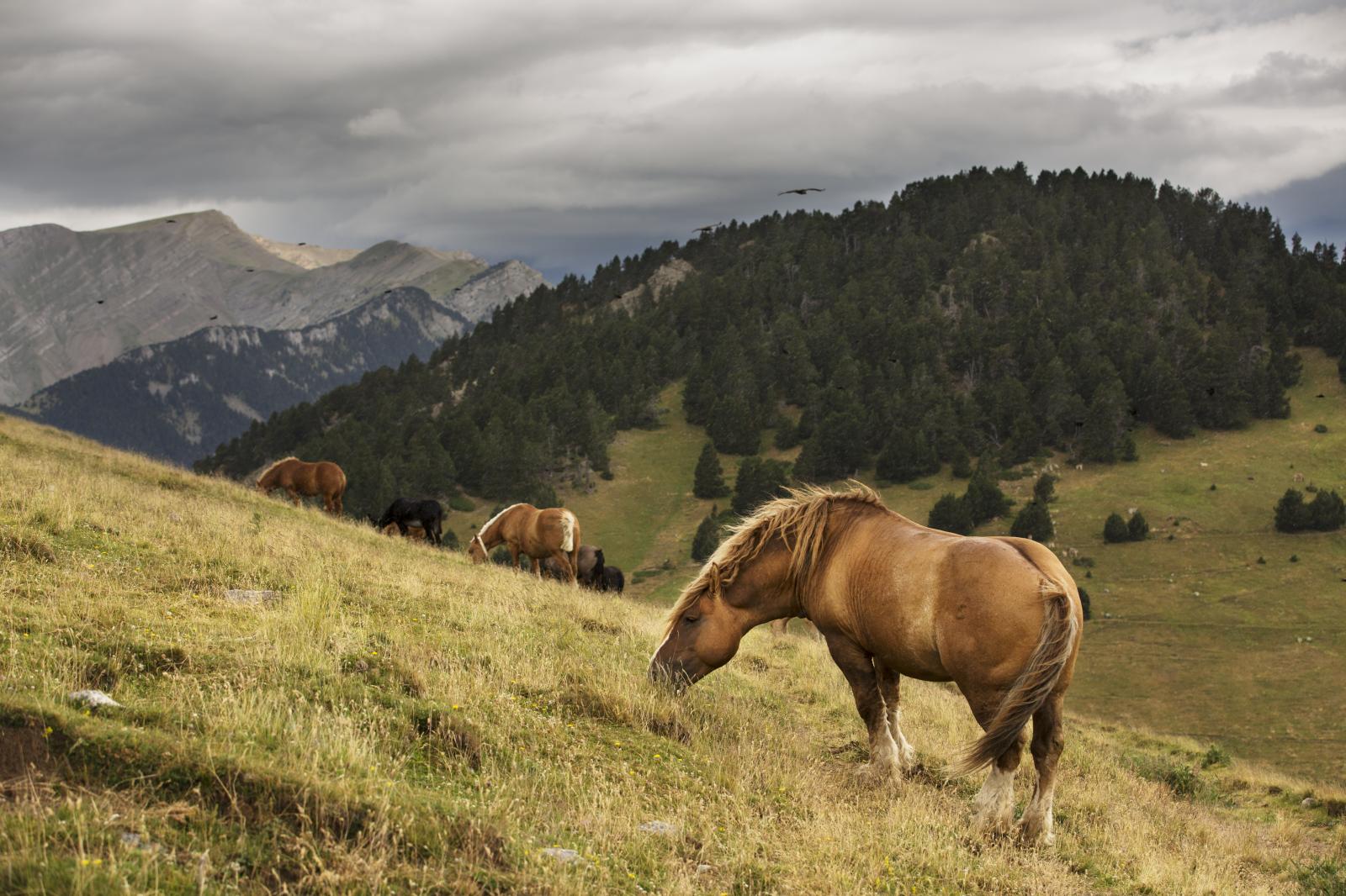 Horses, 2016