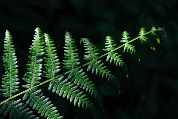 Fern, 2022 | Buy this image
