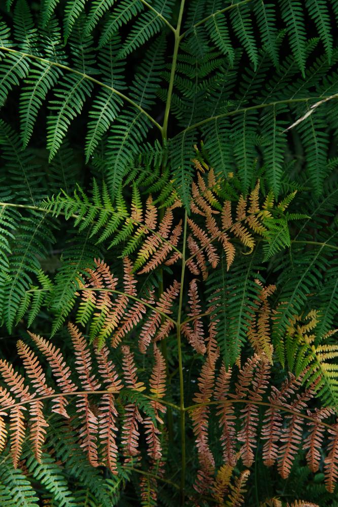 Fern, 2021 | Buy this image
