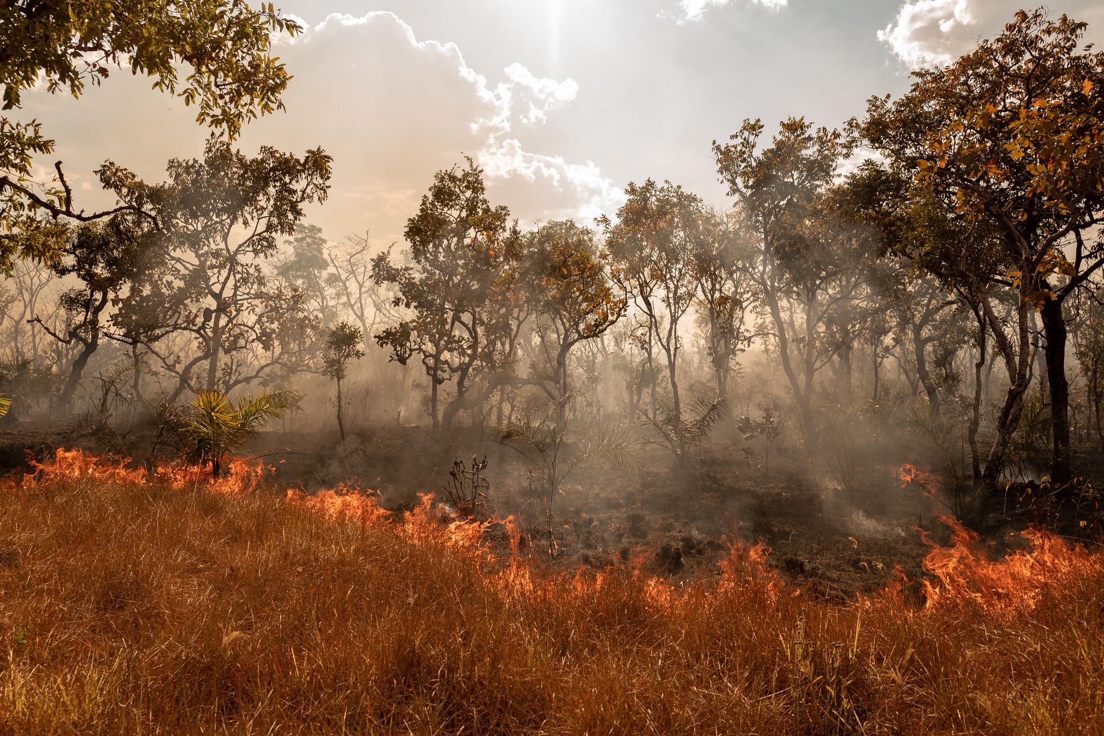  In the Cerrado biome (the second largest in South America) forest fires are common because of...