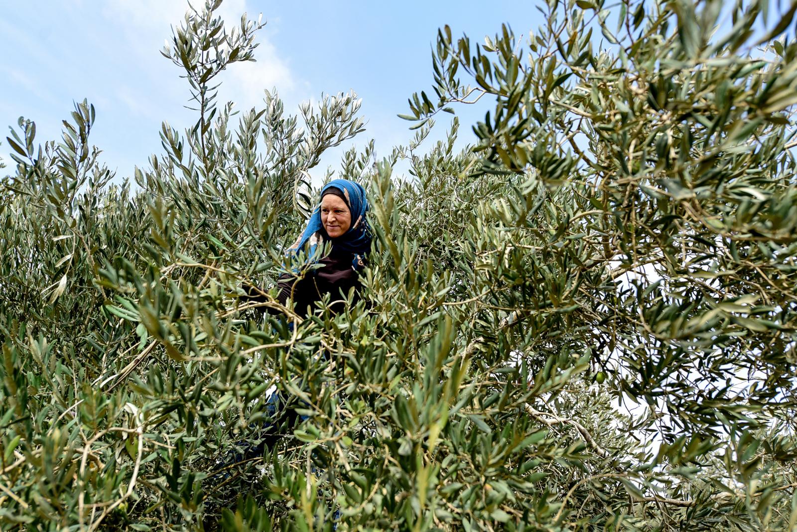 Nahawat pokes out of an olive t...ale for experienced harvesters.