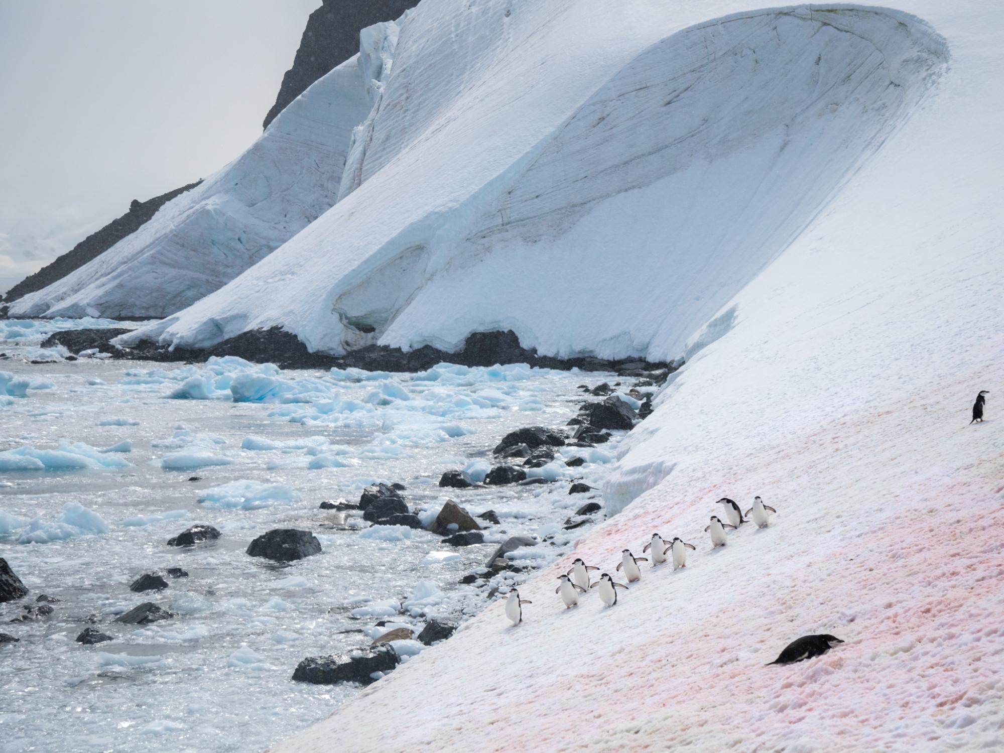 Antarctic Snow Algae - 