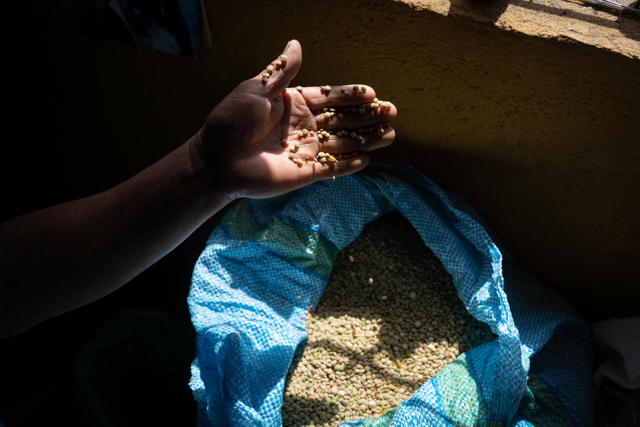 Harvested lentils, some of them are cooked by Alegr&iacute;a and others are selled in the market 