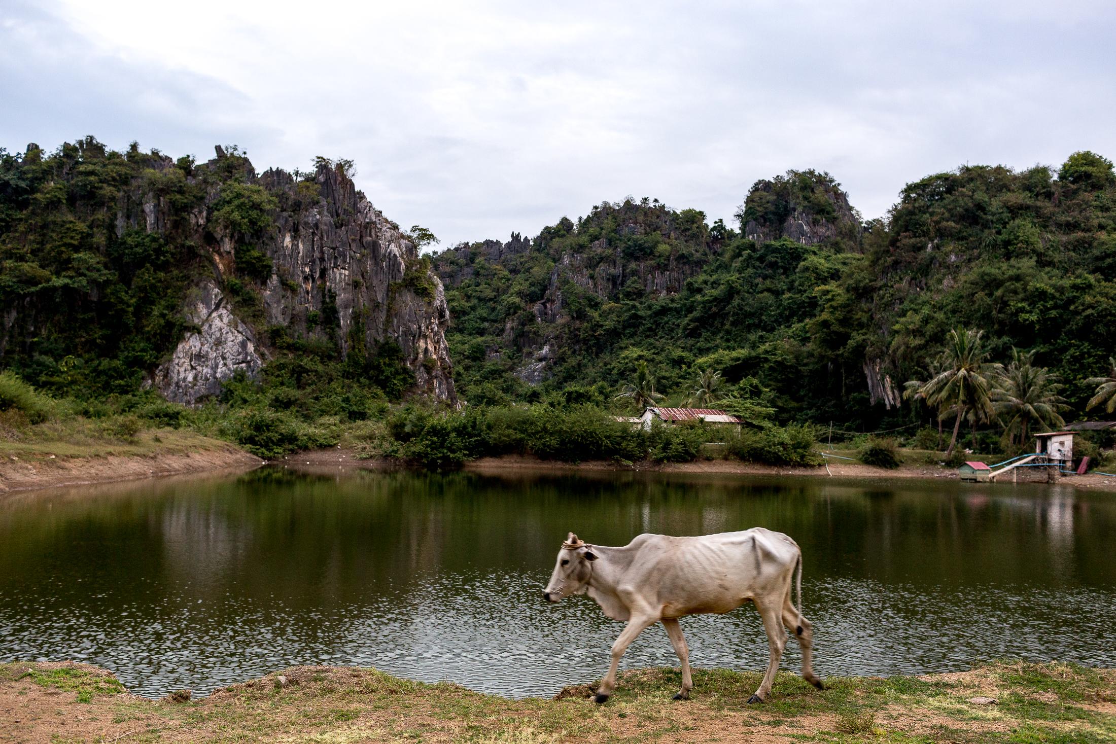CEMENTery - KAMPONG TRACH, CAMBODIA – JANUARY 19: A cow passes...