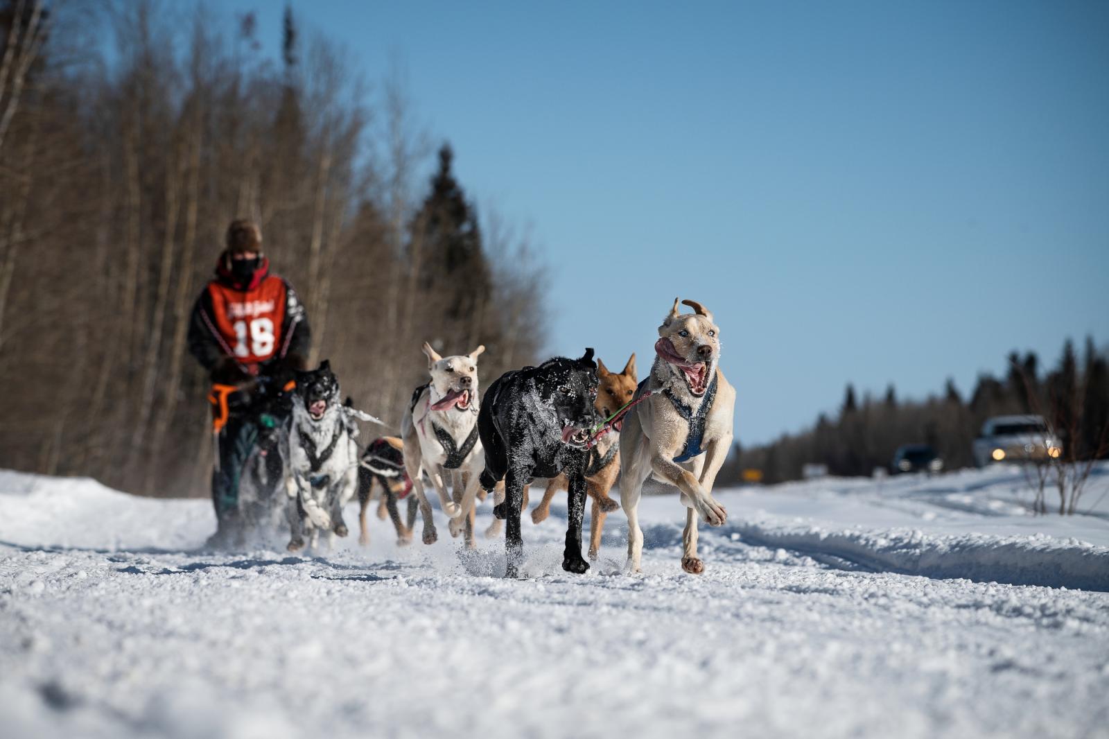A dogsled race is the highlight...King and Queen Trapper contest.