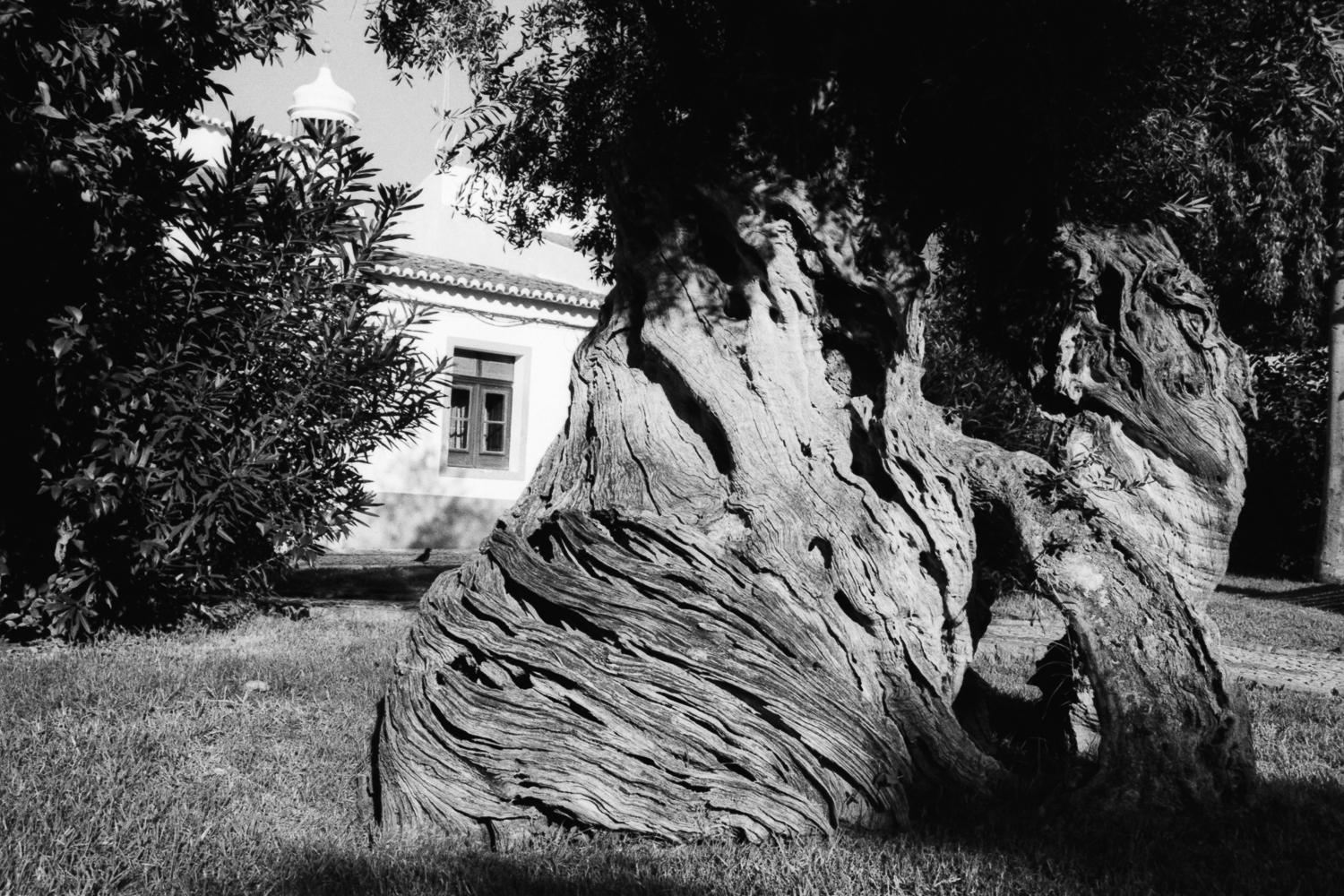 Centennial olive tree in the to... for over three-thousand years.