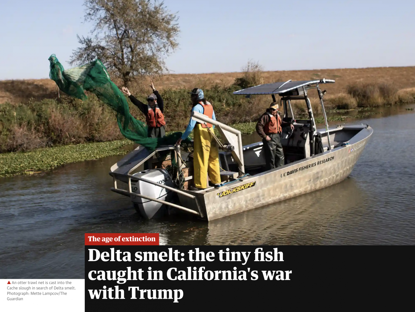 Delta smelt: the tiny fish caught in California's war with Trump