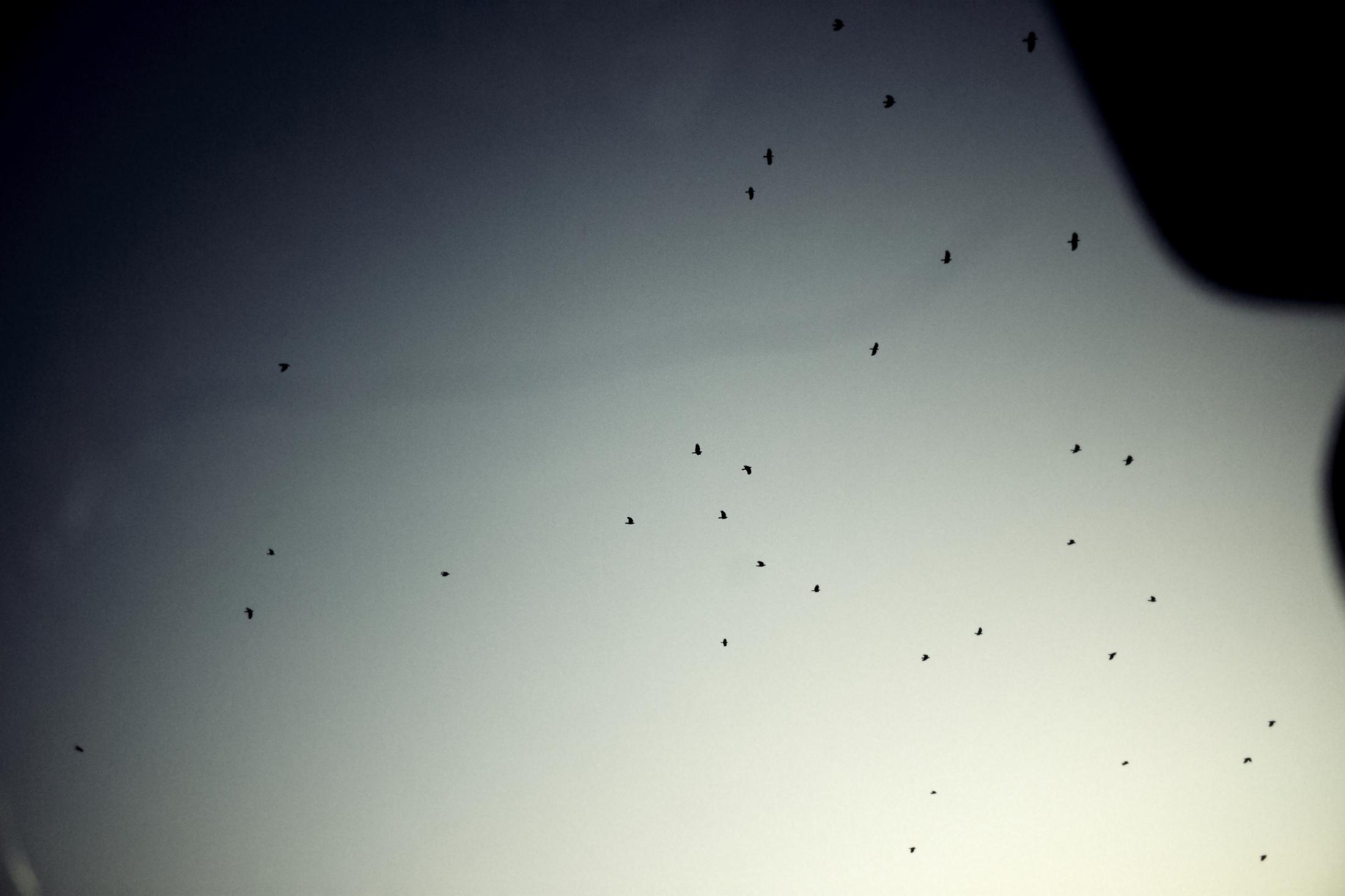 Coming of Age - A flock of birds fly over the hospital where Zurich...