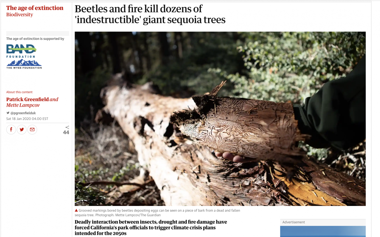 Thumbnail of Beetles and fire kill dozens of 'indestructible' giant sequoia trees