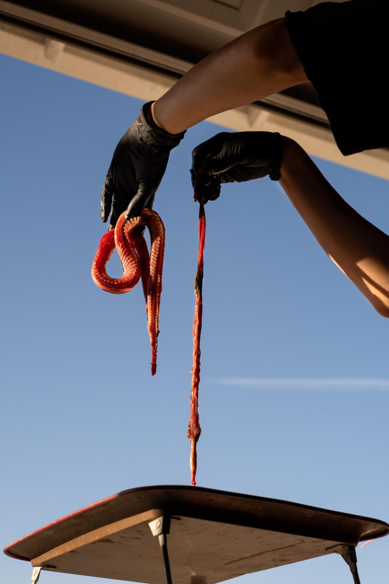 The Desert Taxidermist -   