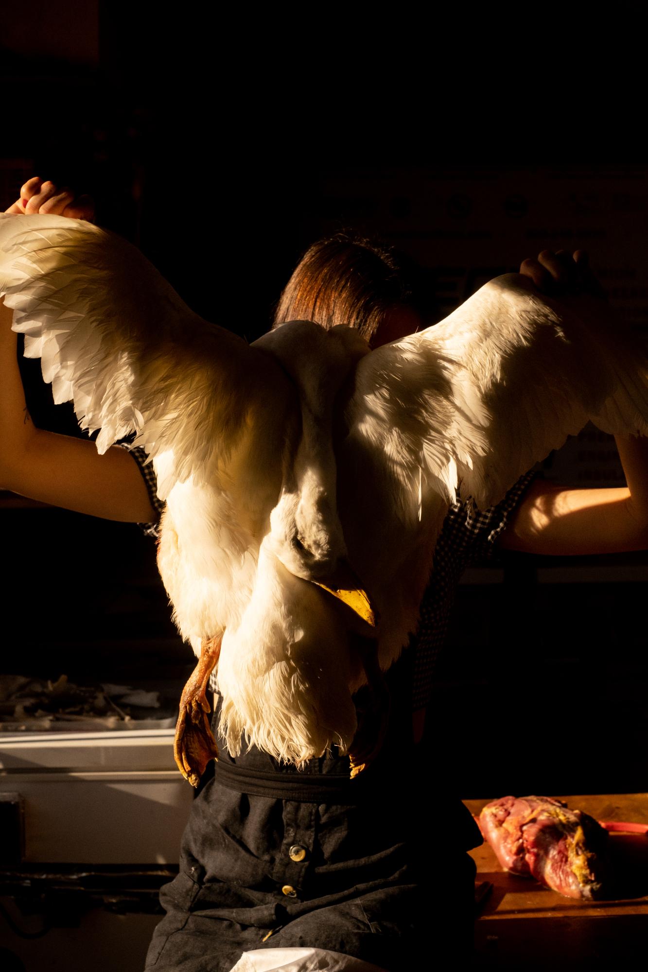 The Desert Taxidermist -   