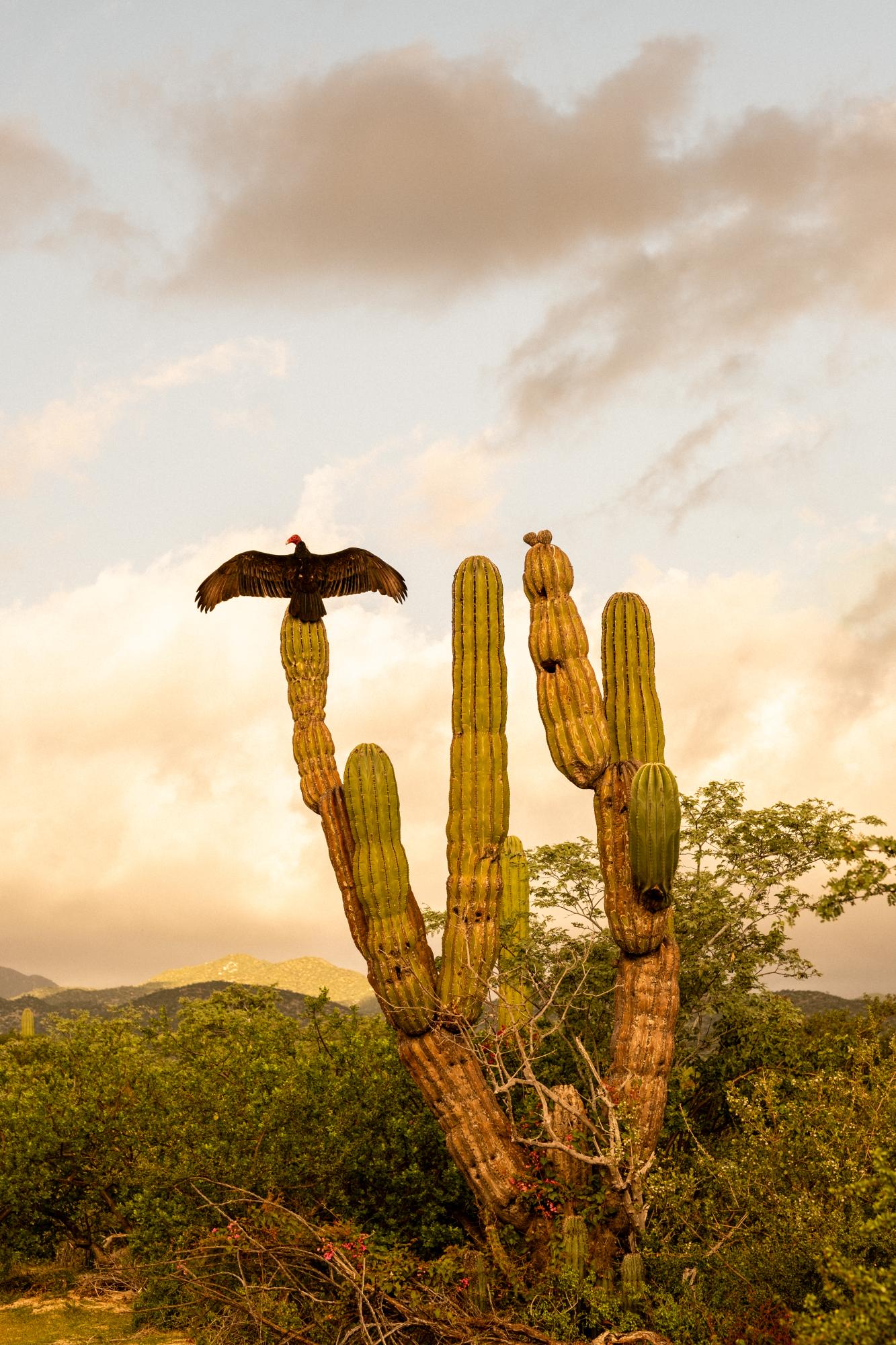 A Warm Winter (An Ongoing Journey) - A vulture spotted on my early morning hike in El...