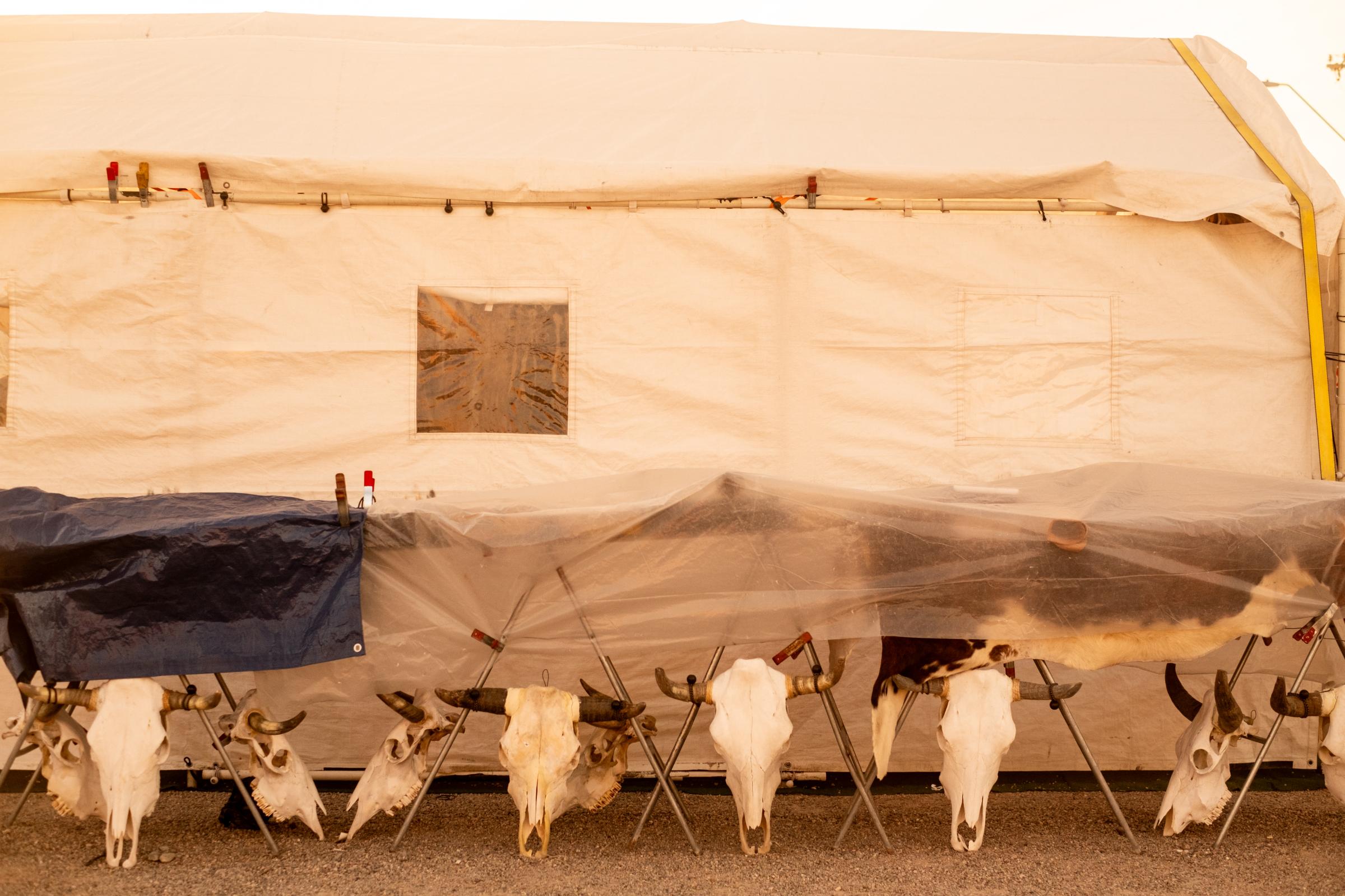 A Warm Winter (An Ongoing Journey) - A taxidermy stand in Quartzsite, Arizona.