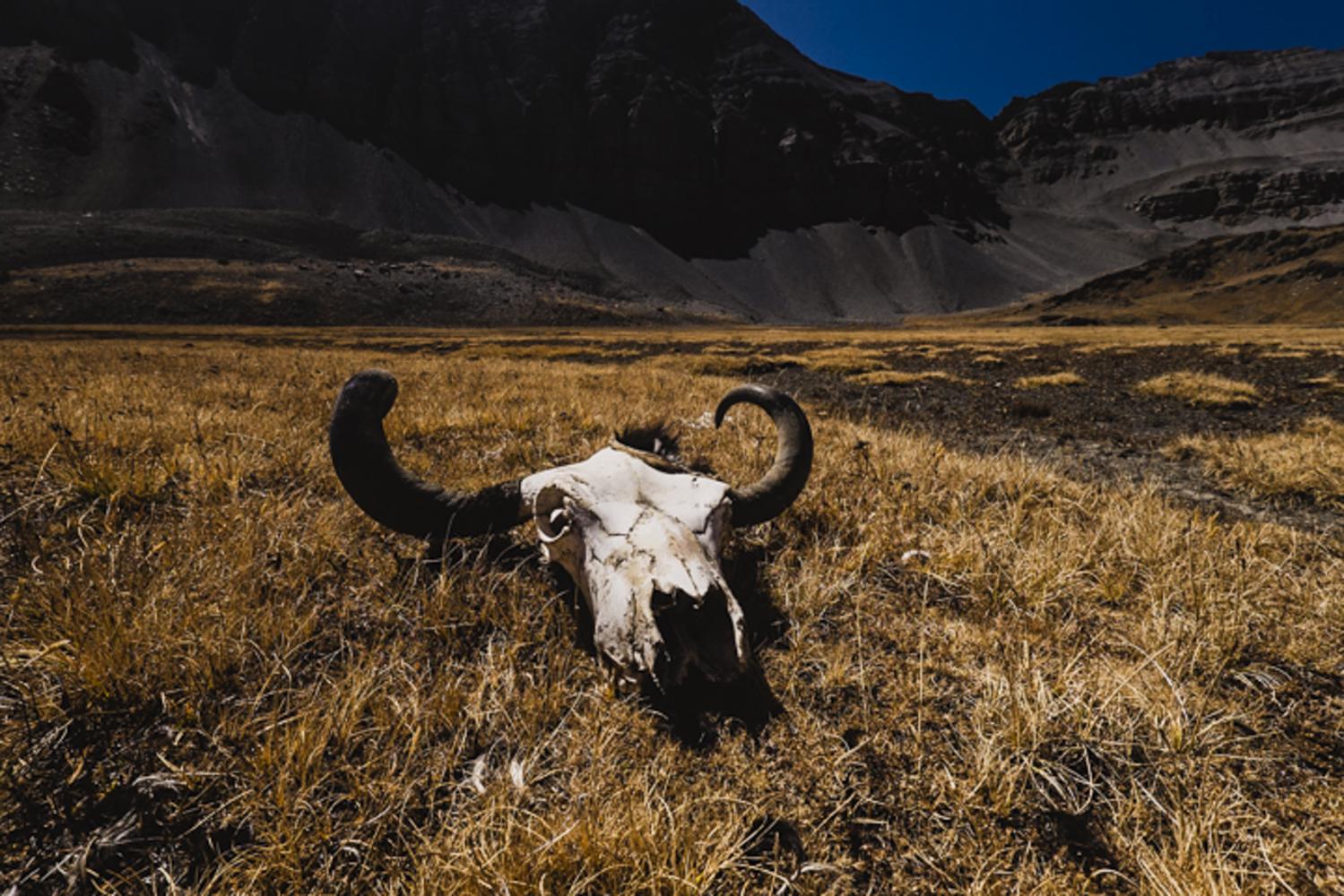 A yak skull remains in the parched mountains near the border of Tibet.