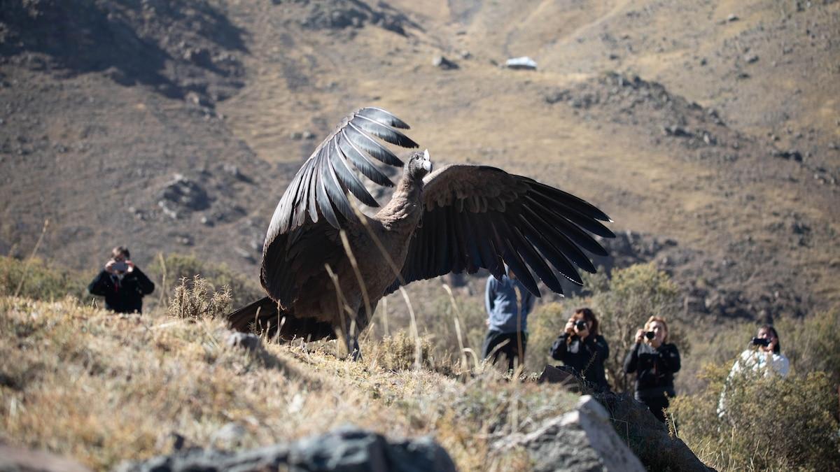 A look inside the monumental effort to save the Andean condor