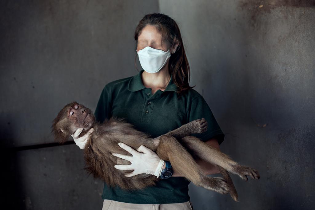 A human holding a sleeping baboon.