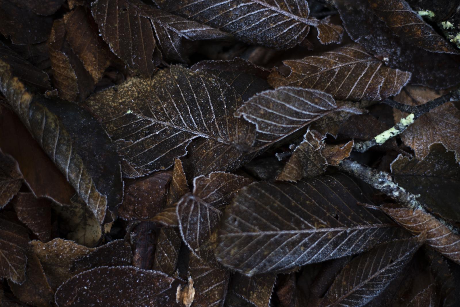 Frost highlights fallen leaves ... on Nov. 18, 2018 in Tennessee.