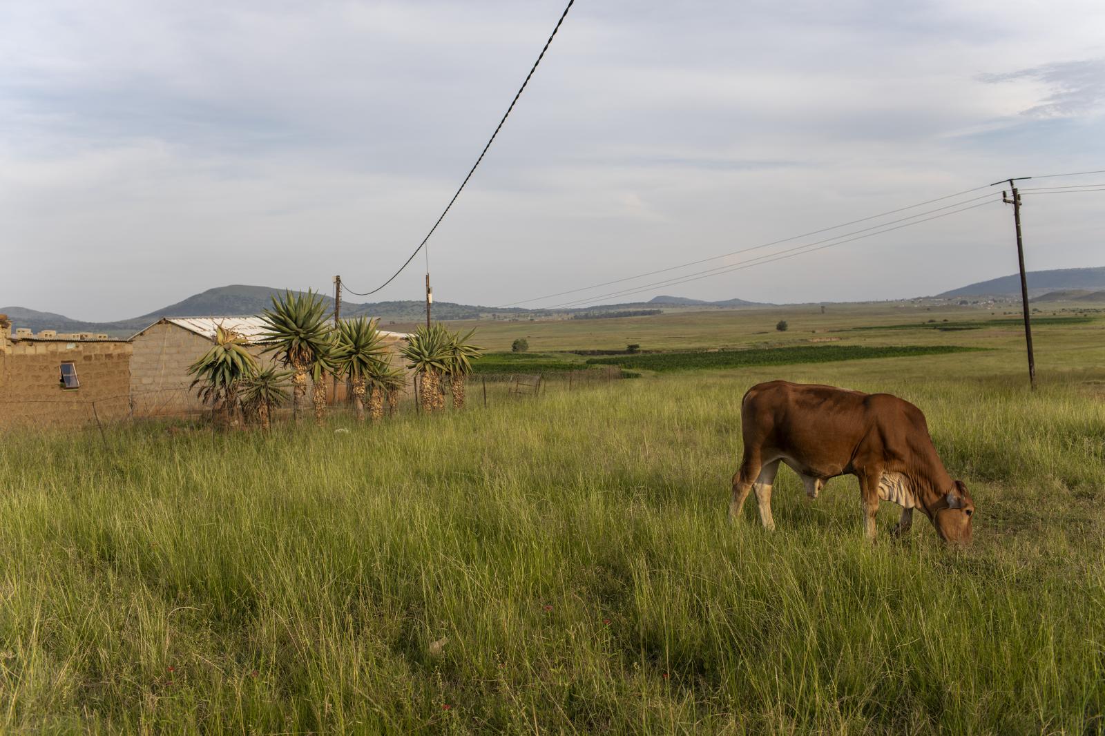 17 February 2020: Cattle roam t...eet, Ladysmith, Kwa-Zulu Natal.