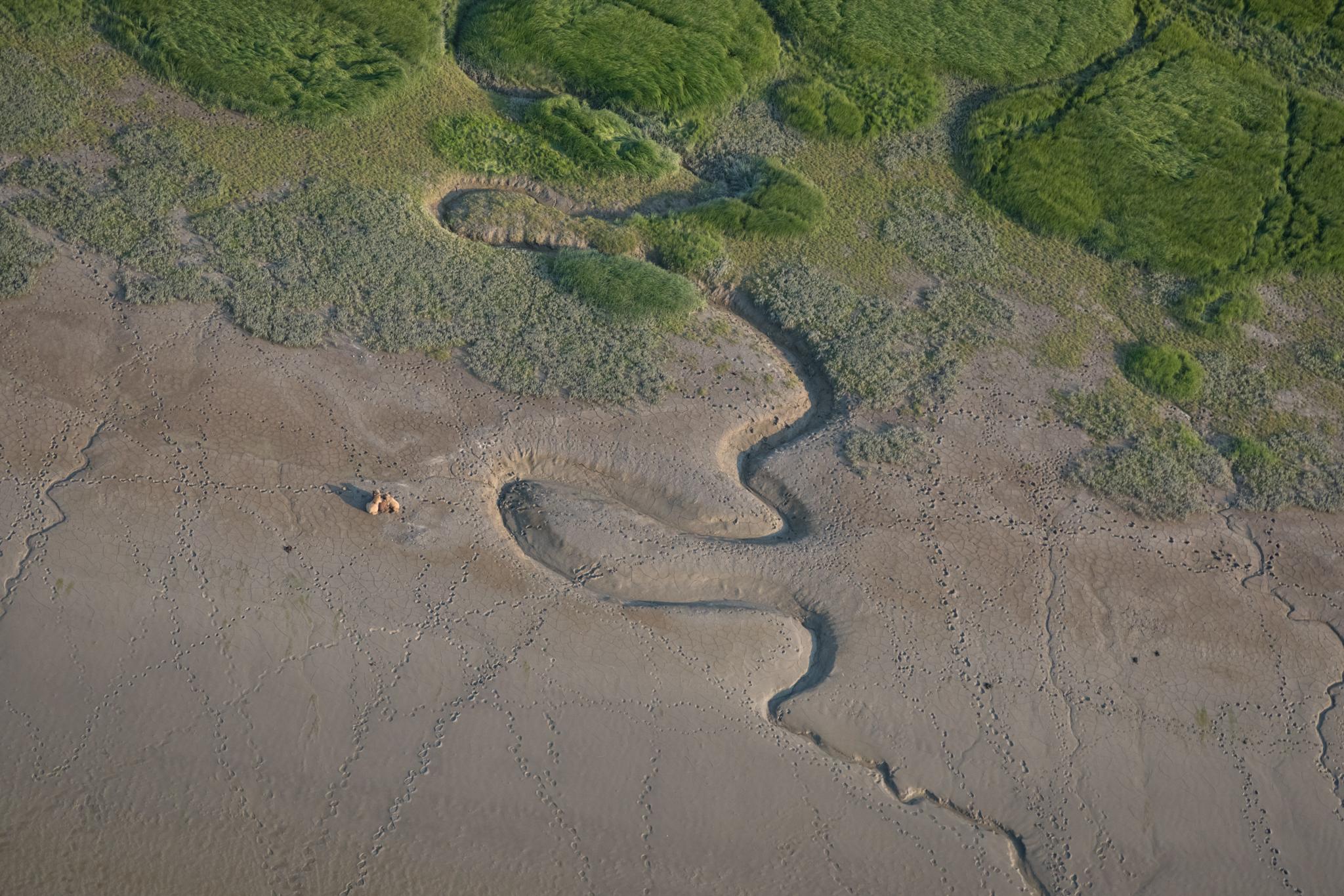 Rivers etch patterns in the silty shores of Chinitna Bay, a renowned brown bear viewing area in Lake Clark National Park and Preserve. The animals gather here to eat sedge grasses and clams in the mudflats in spring and early summer.