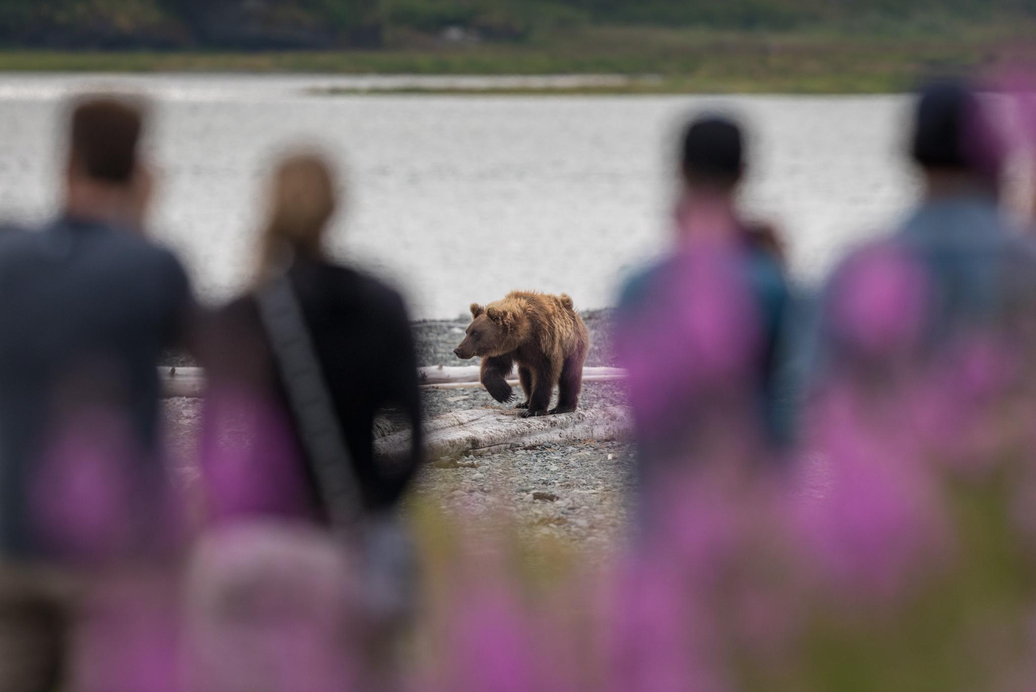 Fireweed blooms in the foreground as visitors watch brown bears walk through the edge of the...
