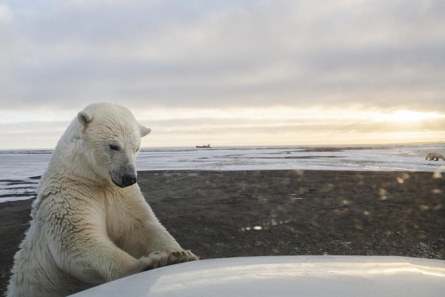 A curious teenage male polar be...med to interaction with humans.