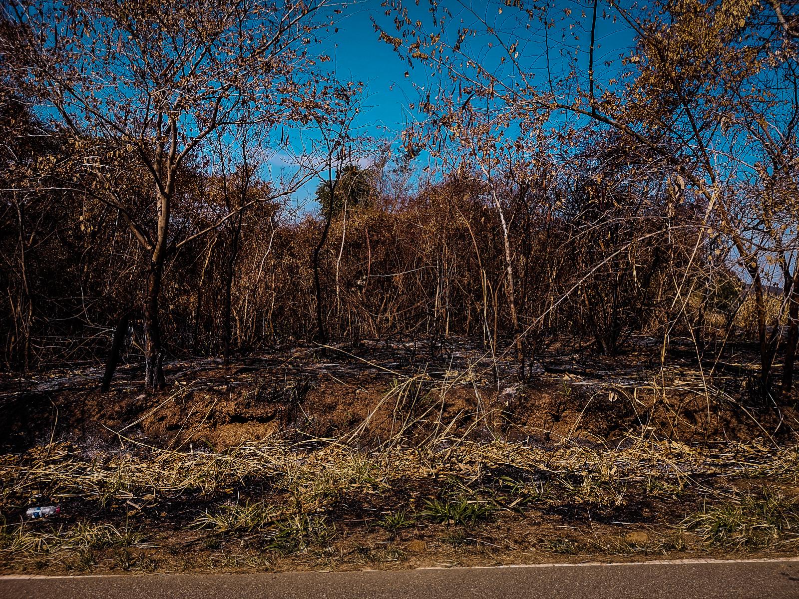 Part of the burned vegetation o...vegetation on Morro de Ipanema.