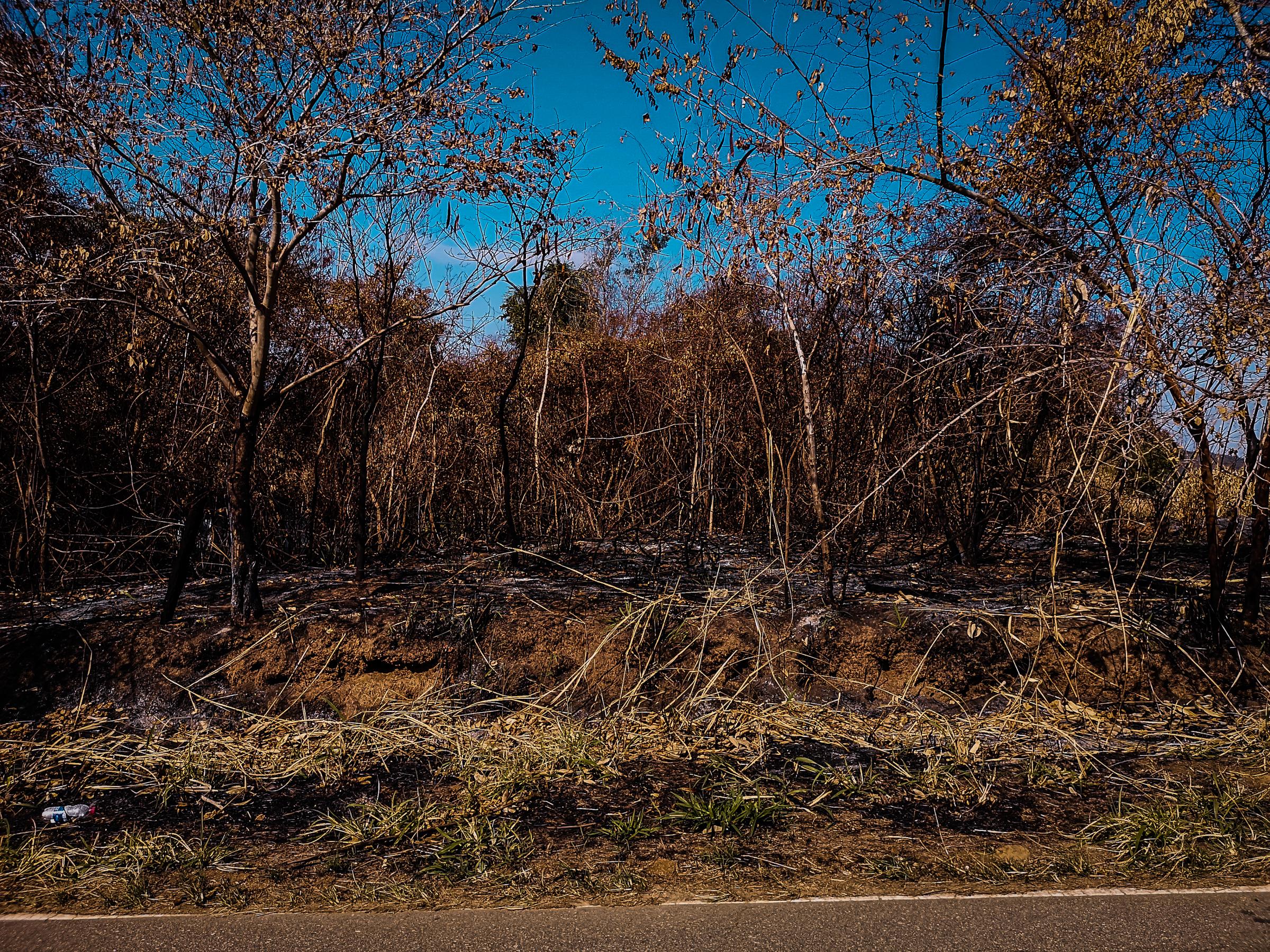 Morro de Ipanema - Part of the burned vegetation of Morro de Ipanema near...